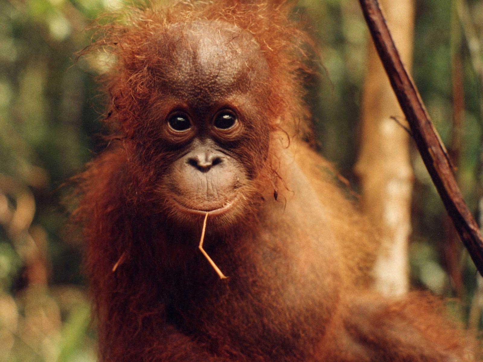1600x1200 Free Orangutan Wallpaper Download Wallpaper HD