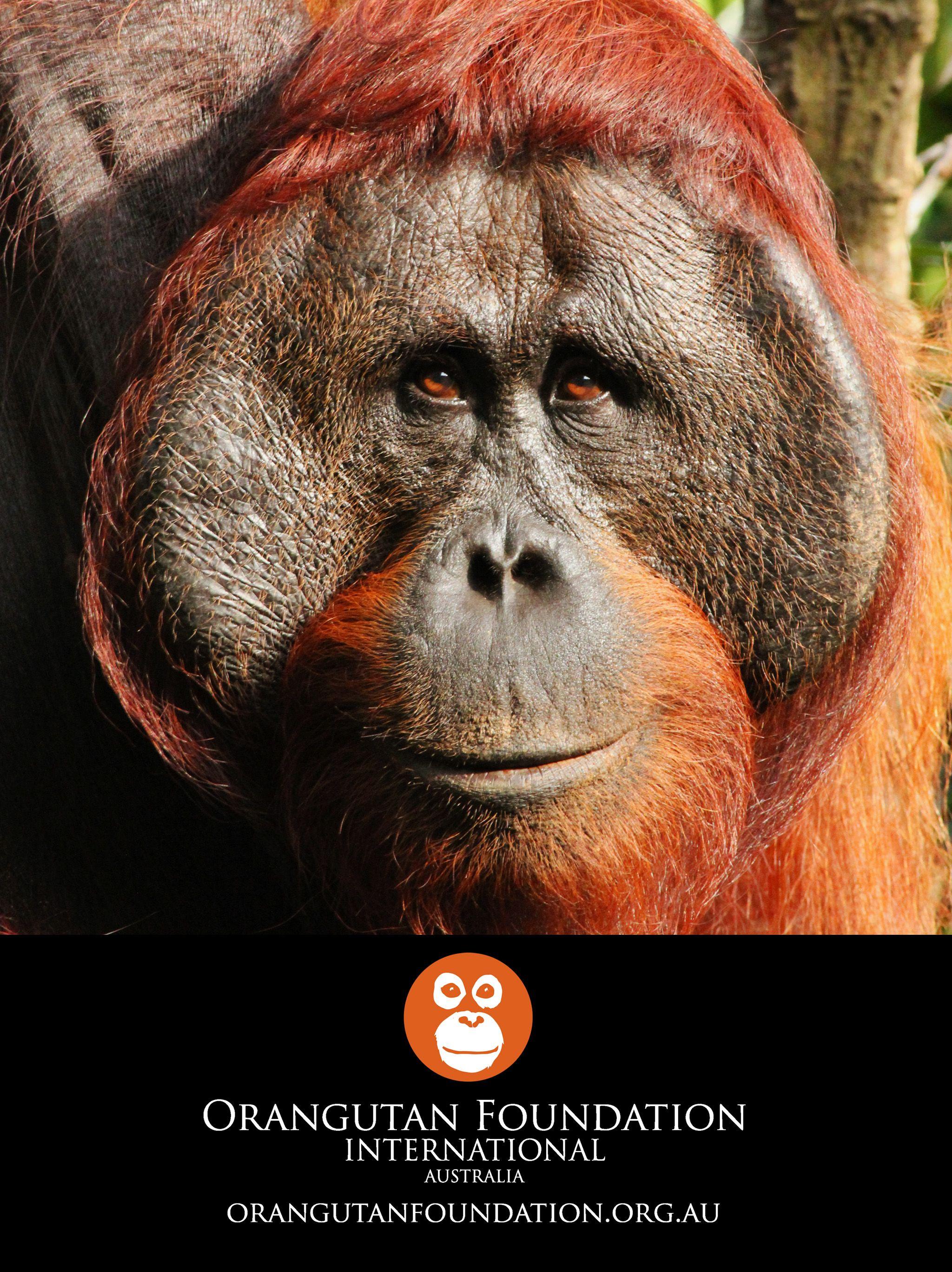 2048x2735 Wallpaper Foundation International Australia