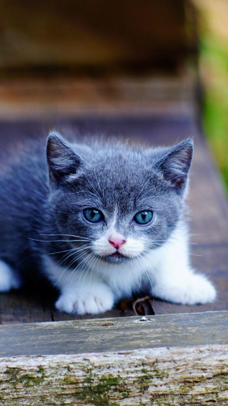 750x1334 Download 750x1334 wallpaper cute, kitten, blue eyes, adorable, iphone iphone 750x1334 HD image, background, 10627