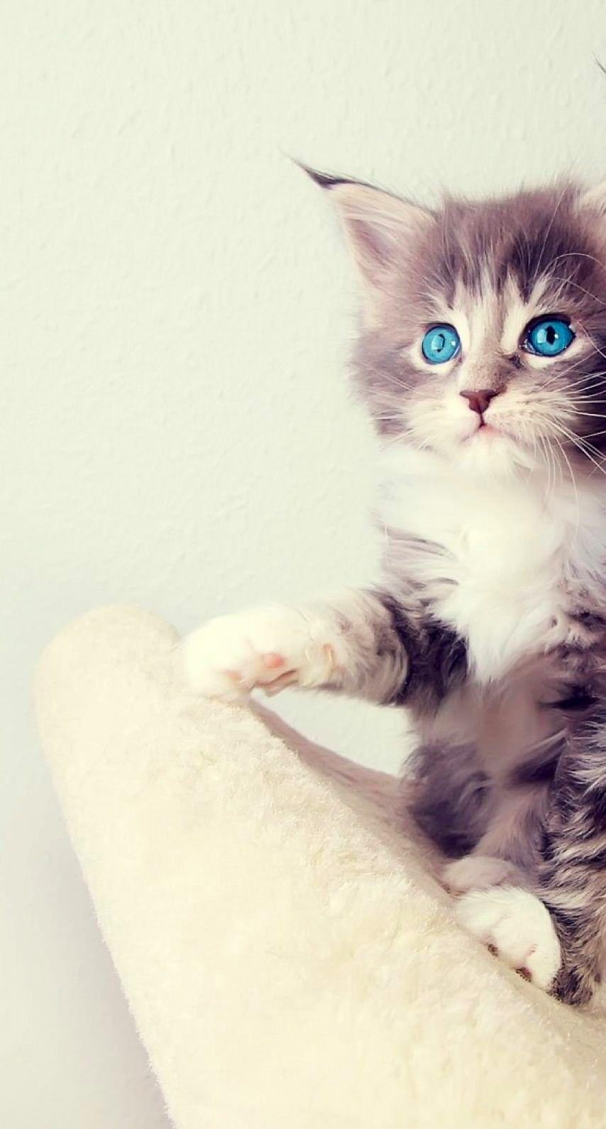 854x1590 Wallpaper Cute Cat For iPhone Background Photo Of Wallpaper For Android HD Wallpaper