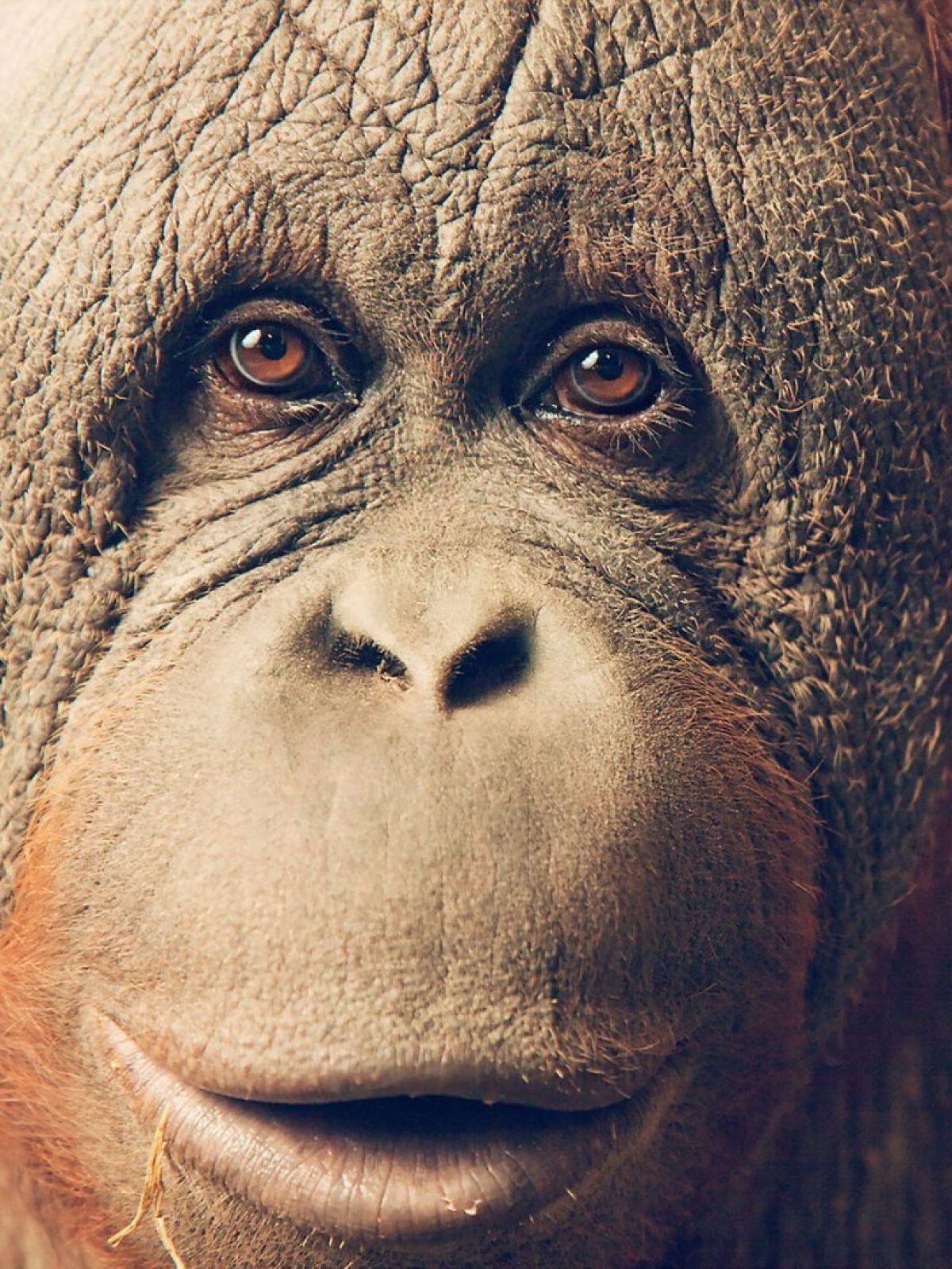 1200x1600 Orangutan Mobile Wallpaper