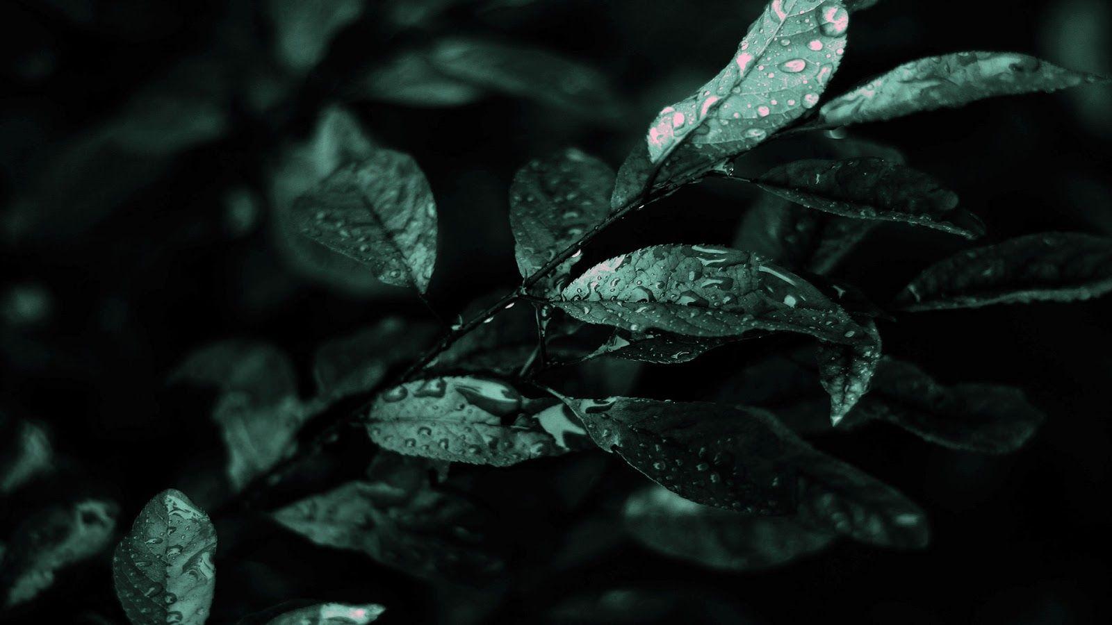 1600x900 HD Wallpaper High Definition: Abstract Dark Nature HD Wallpaper