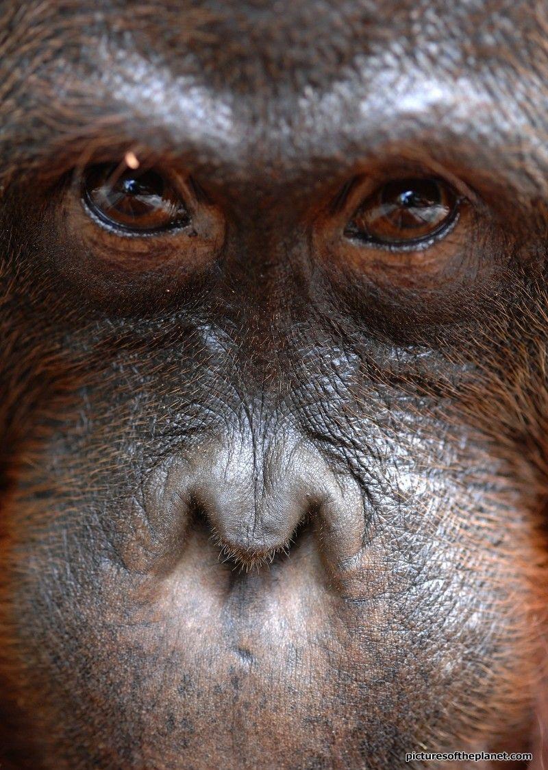 800x1123 Orangutan Portrait. Picture of the Planet. Orangutang, Orangutan, Primates
