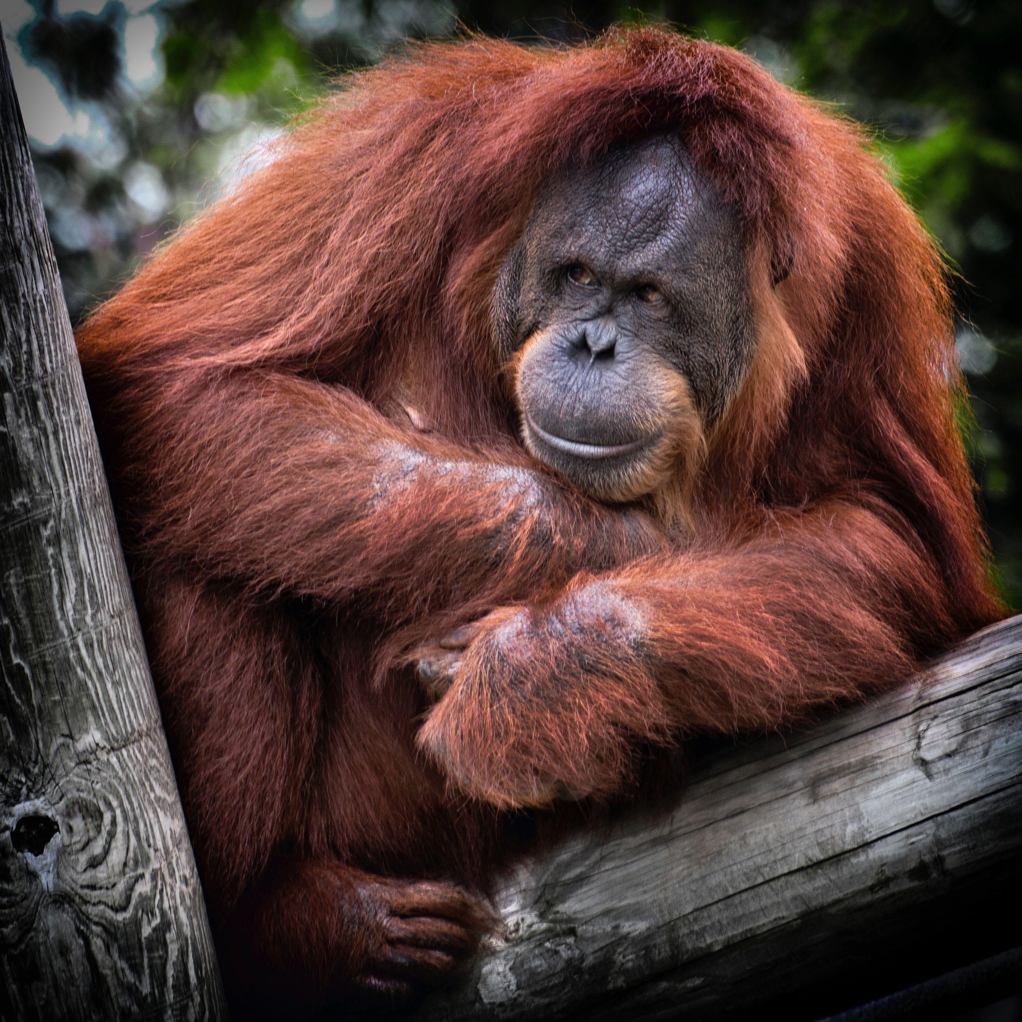 3264x3264 4500x3215 wallpaper image orangutan