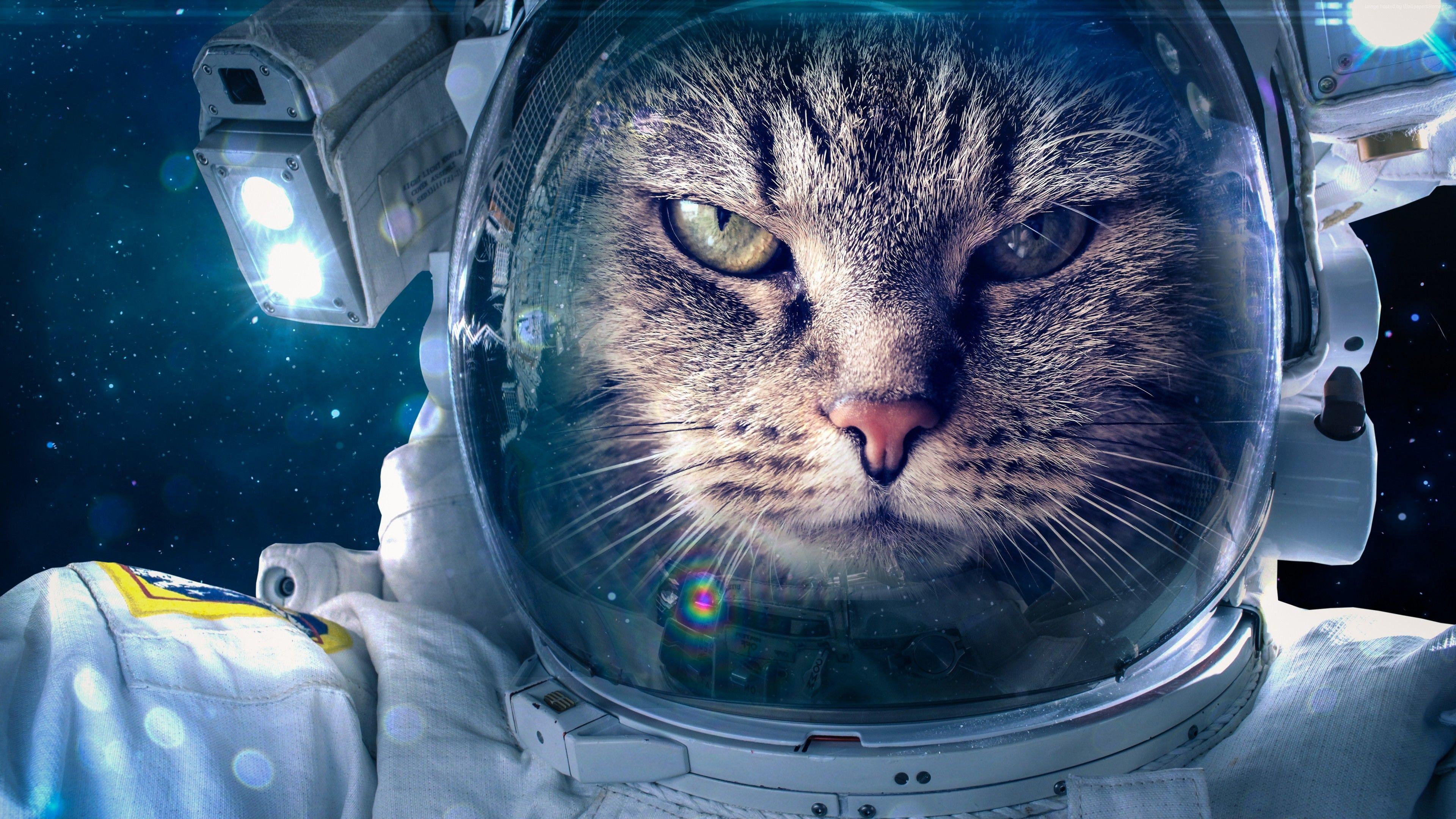3840x2160 Stock Image Astronaut, Funny animals, Cat, 4K, 5K, Stock Image Wallpaper Download Resolution 4K Wallpaper