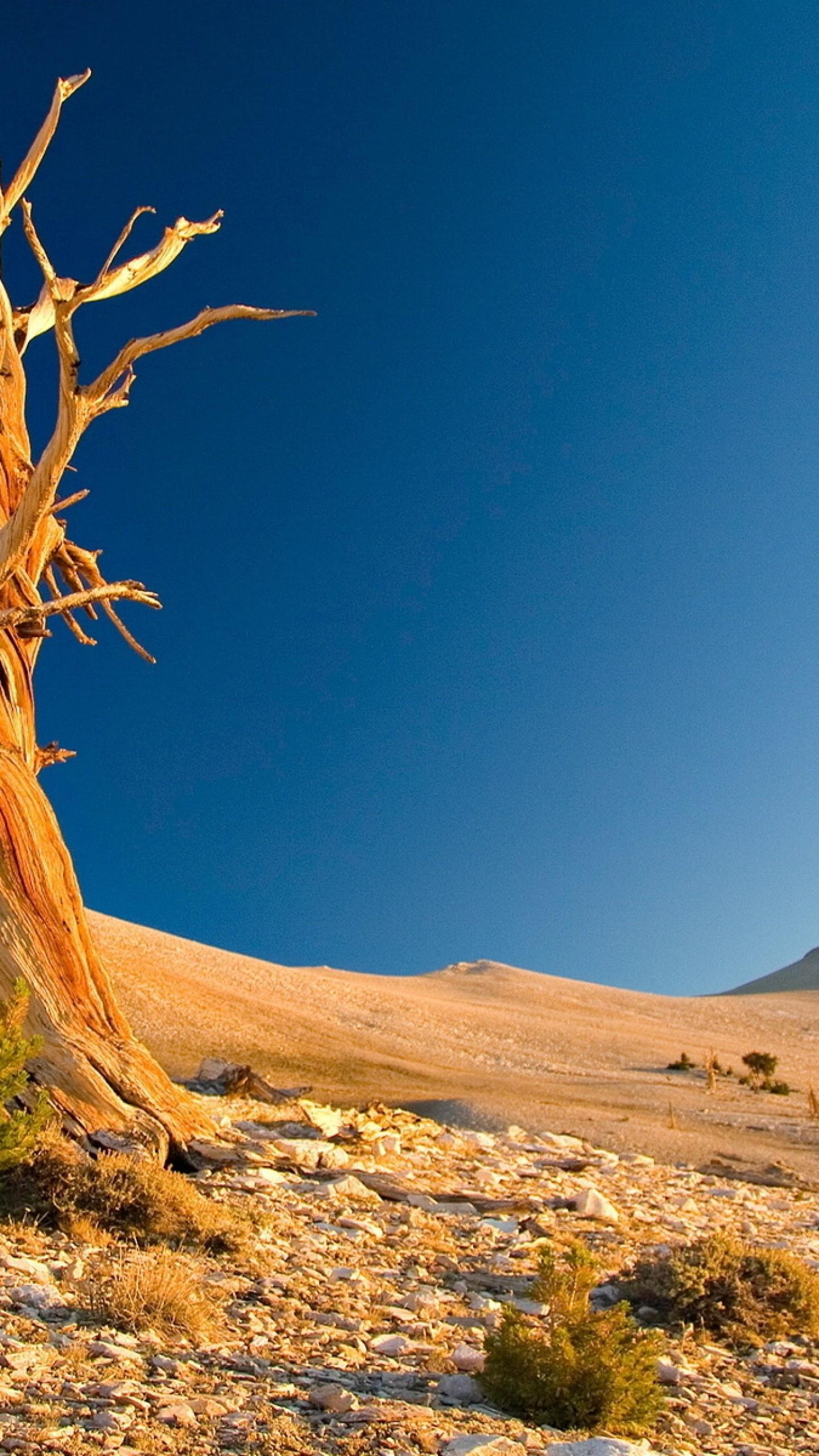 1440x2560 Desert and Tree HD Wallpaper For iPhone and Android Devices