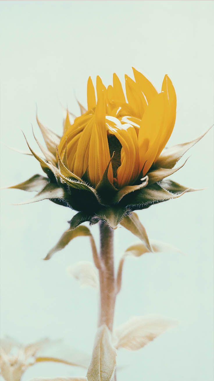 736x1308 Sunflower iPhone Wallpaper Health Quotes Sunflower