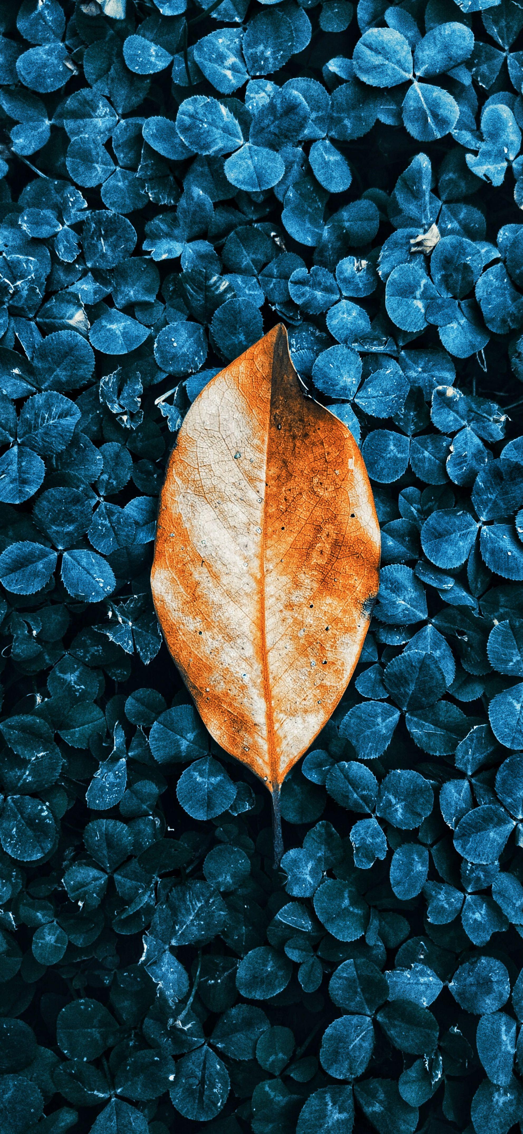 1983x4296 Fall colored autumn leaves wallpaper for iPhone