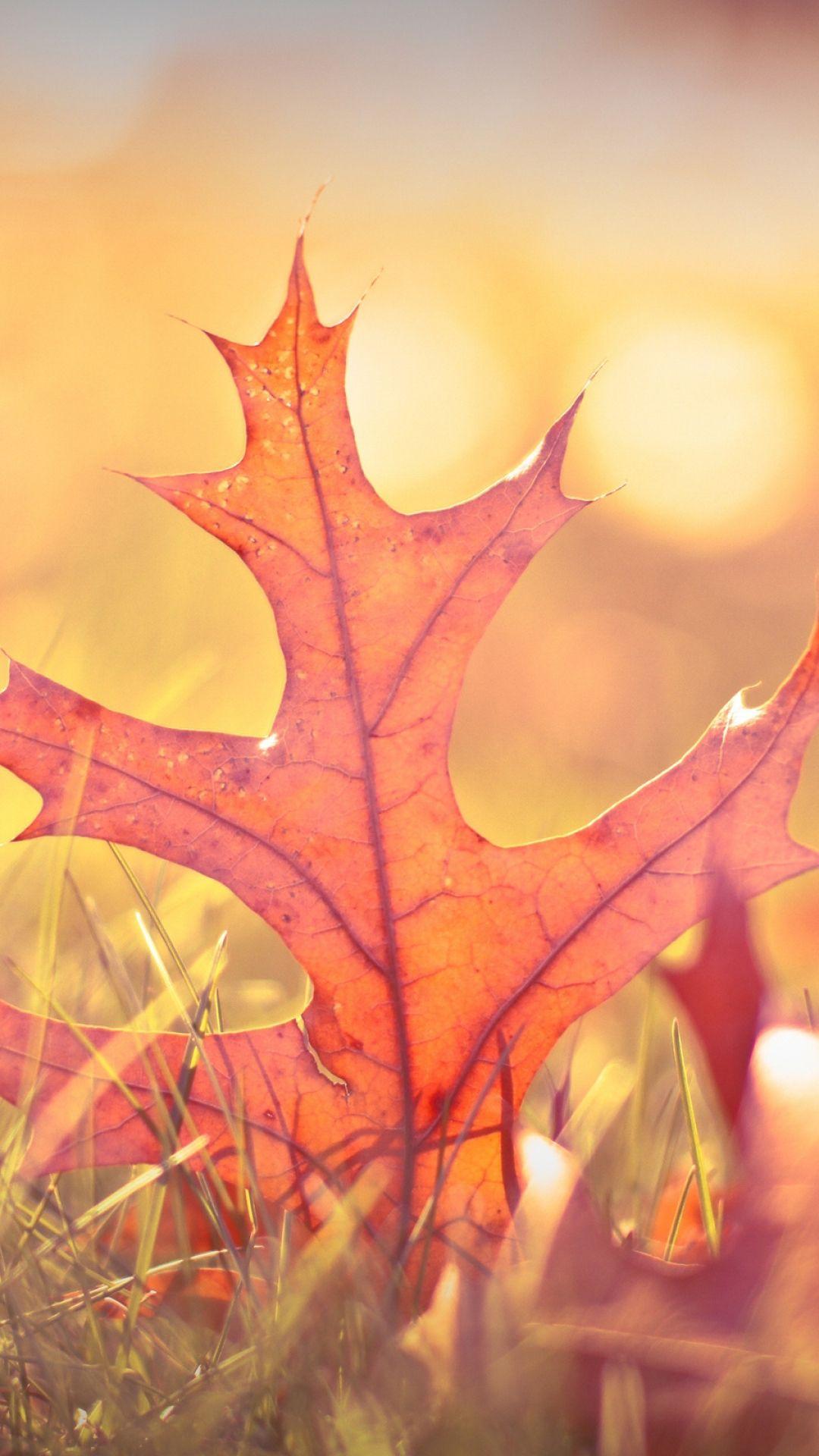 1080x1920 Leaves Fall Phone Wallpaper, Awesome Phone Wallpaper, Leaves Fall Wallpaper For iPhone HD Wallpaper