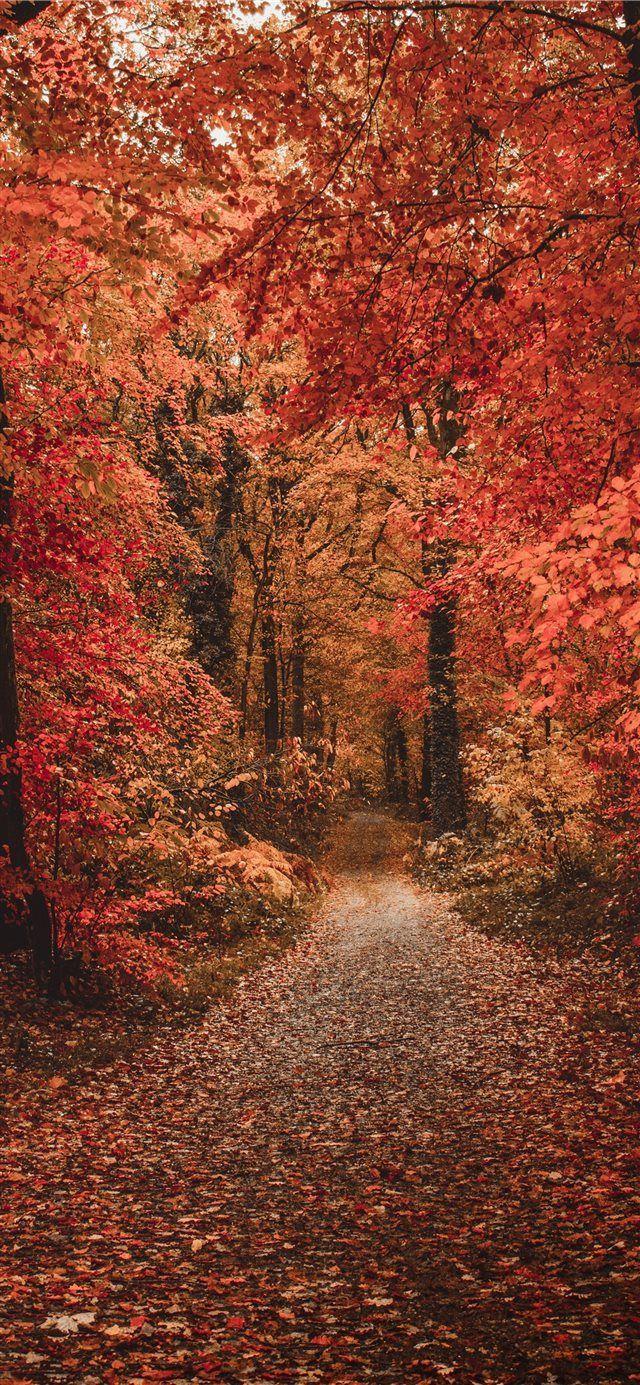 640x1385 Free Fall Wallpaper For iPhone Xr