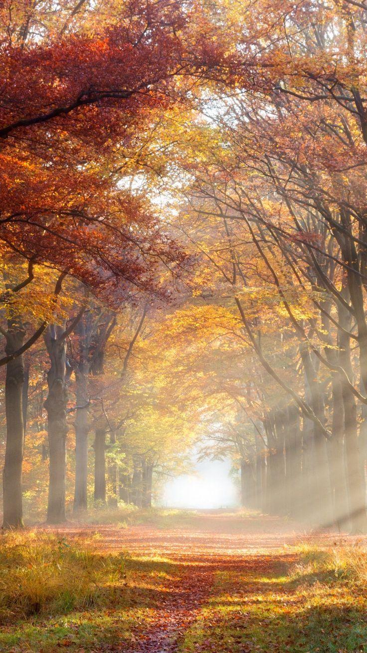 736x1308 iPhone Wallpaper To Fall In Love With Autumn