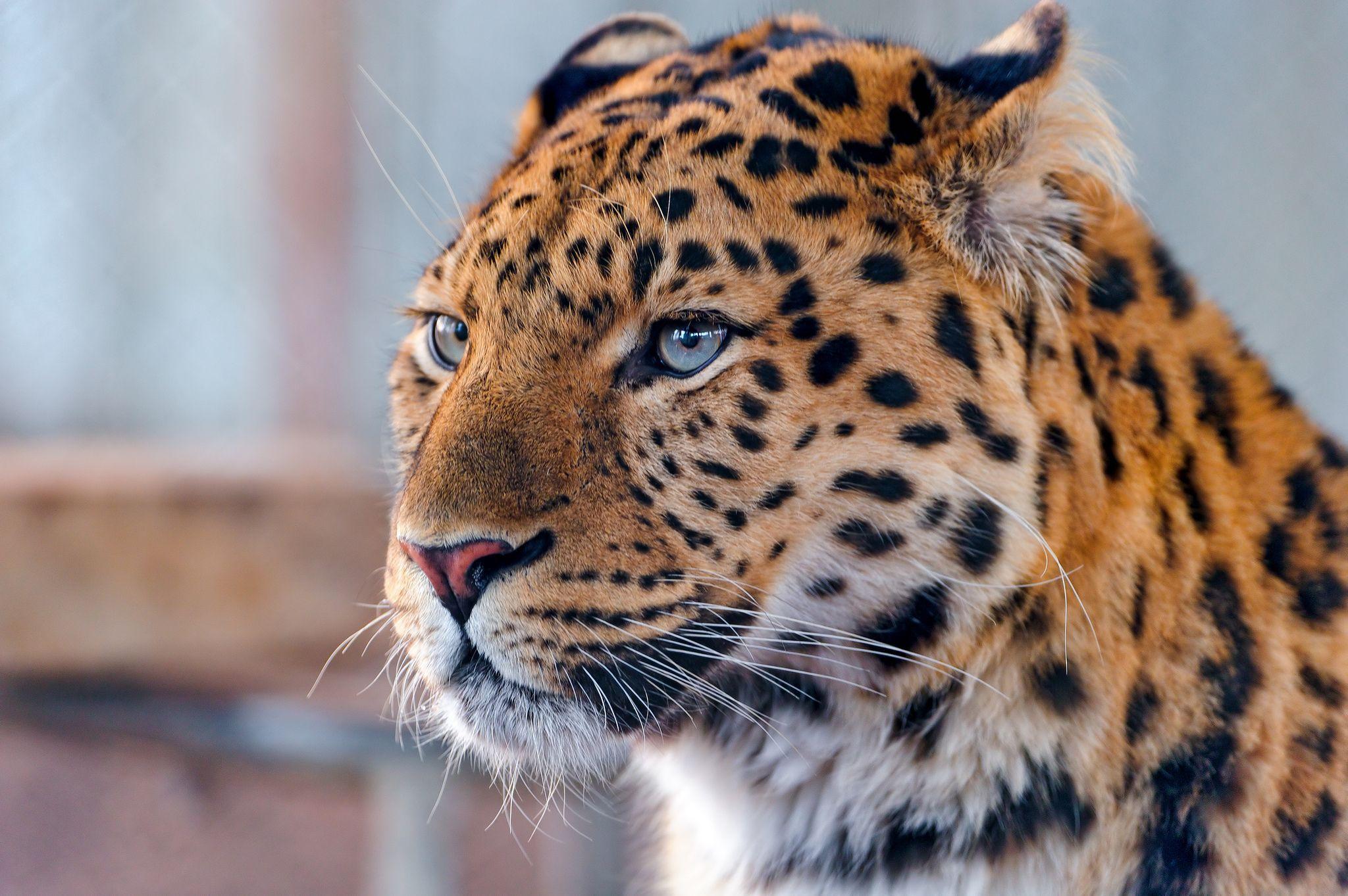 2048x1363 Calm and attentive leopard. Amur leopard, Animals, Leopard wallpaper