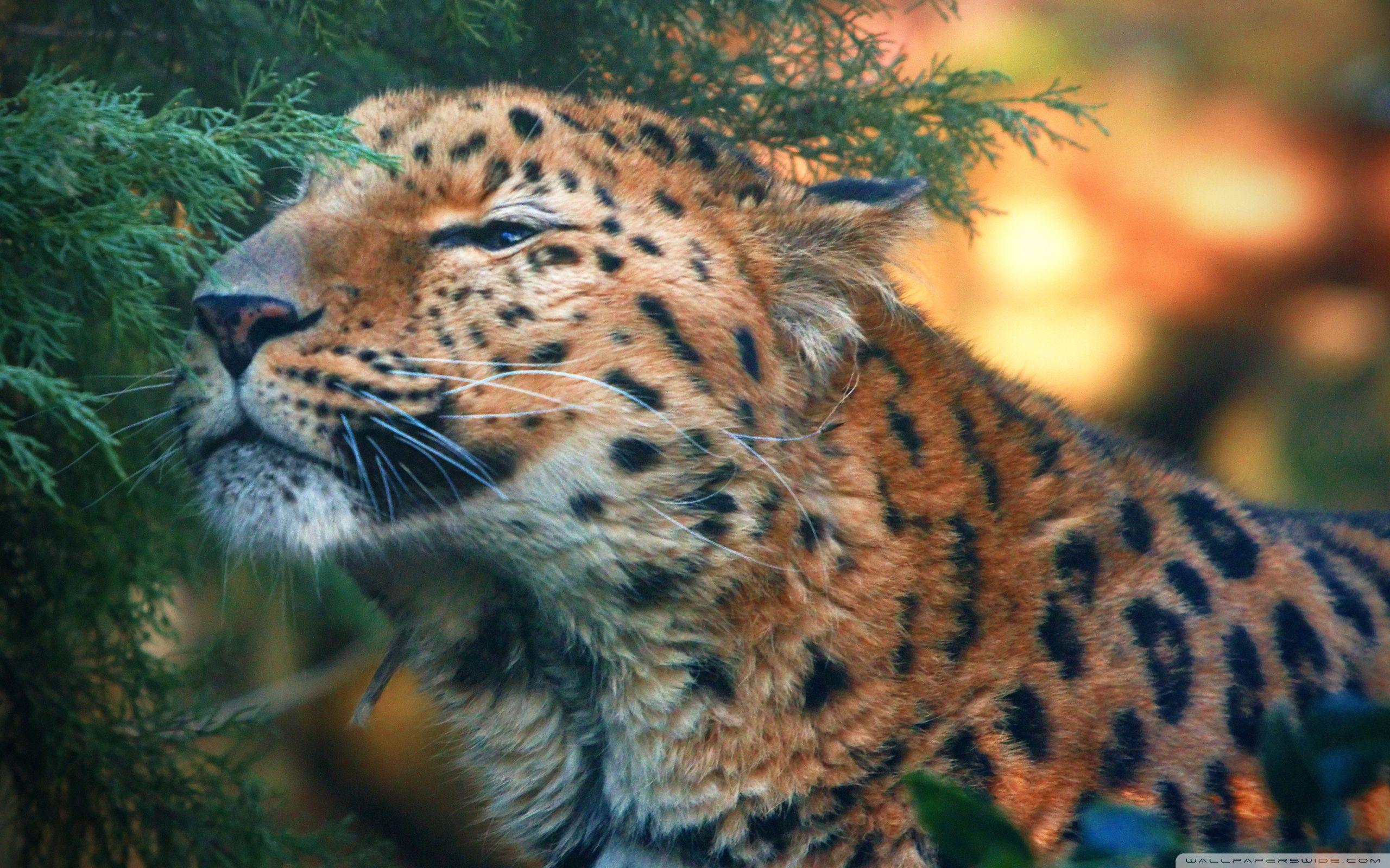 2560x1600 Cute Amur Leopard wallpaperx1600