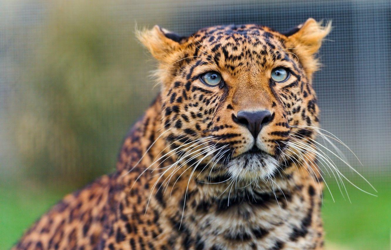 Amur Leopard Wallpapers Top Free Amur Leopard Backgrounds