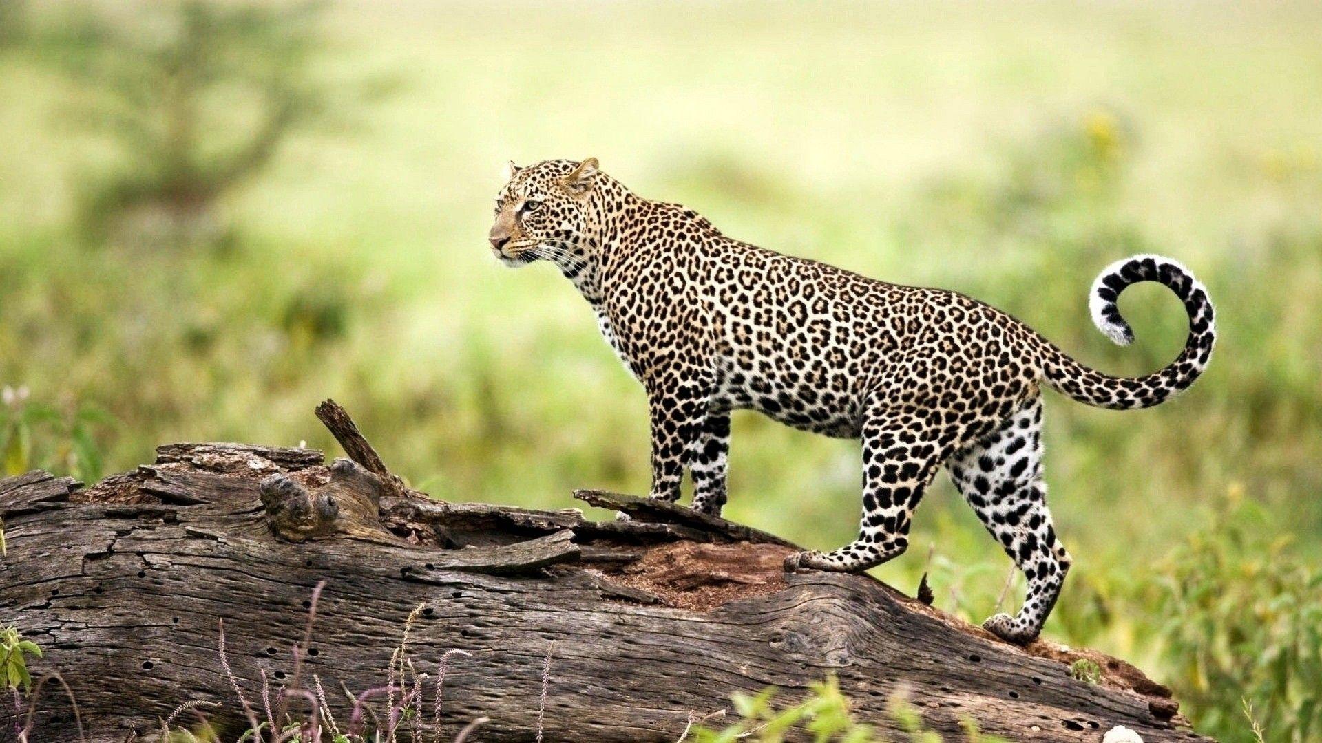 Amur Leopard Wallpapers Top Free Amur