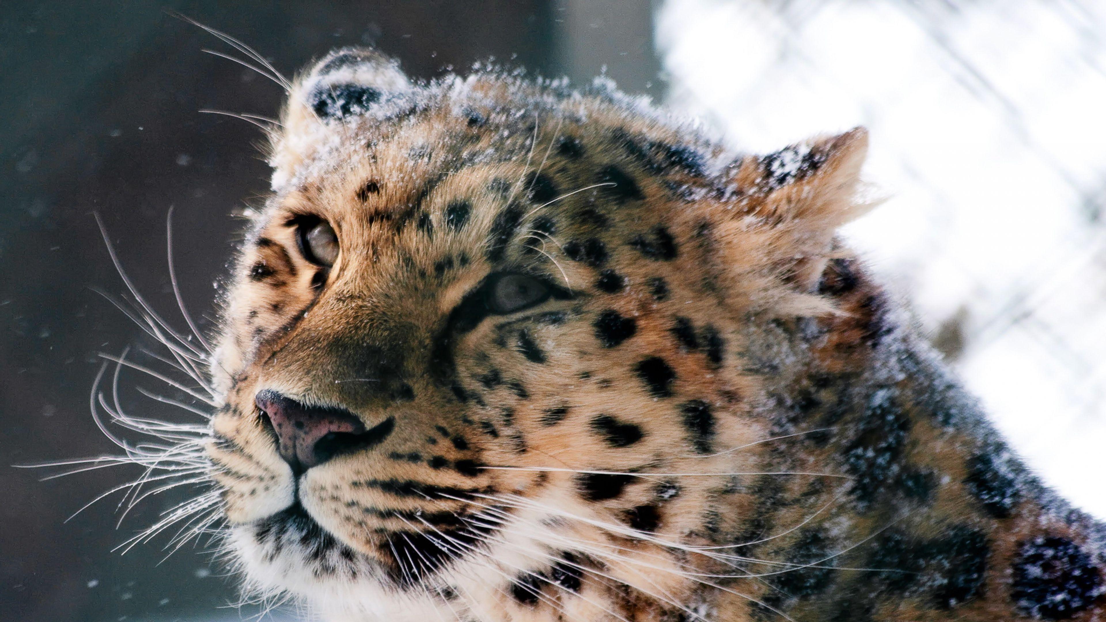 3840x2160 Amur Leopard Wild Cat, HD Animals, 4k Wallpaper, Image, Background, Photo and Picture
