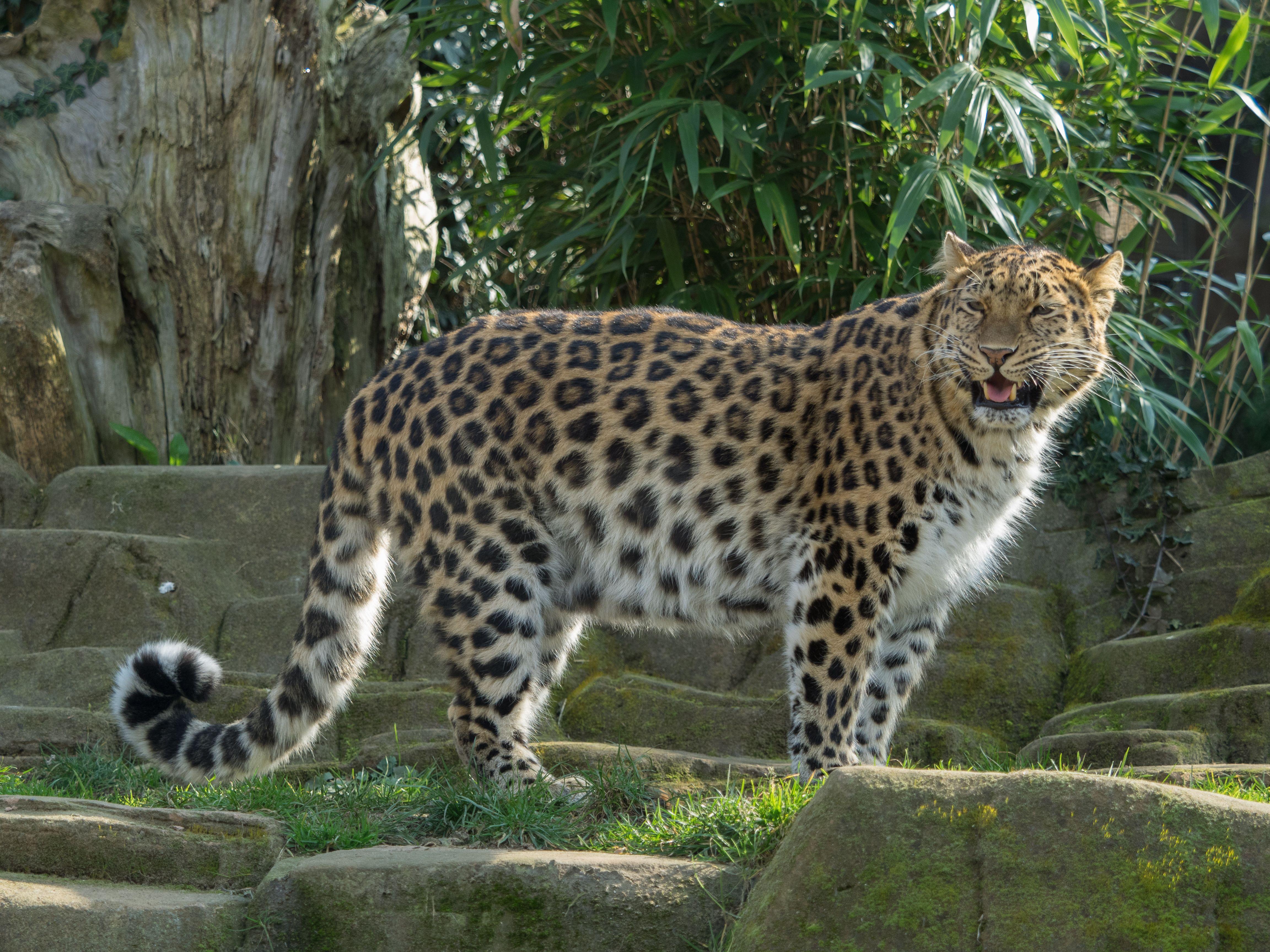 4608x3456 Amur leopard