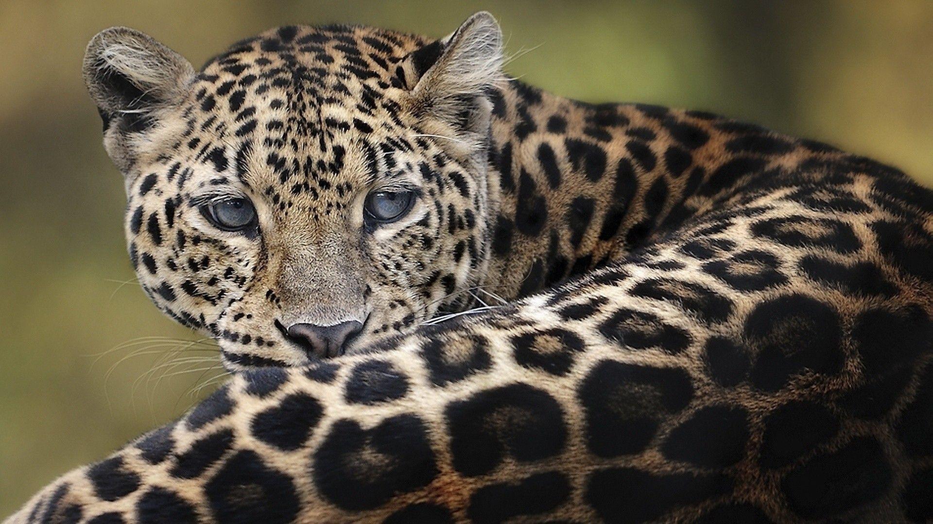 Amur Leopard Wallpapers Top Free Amur