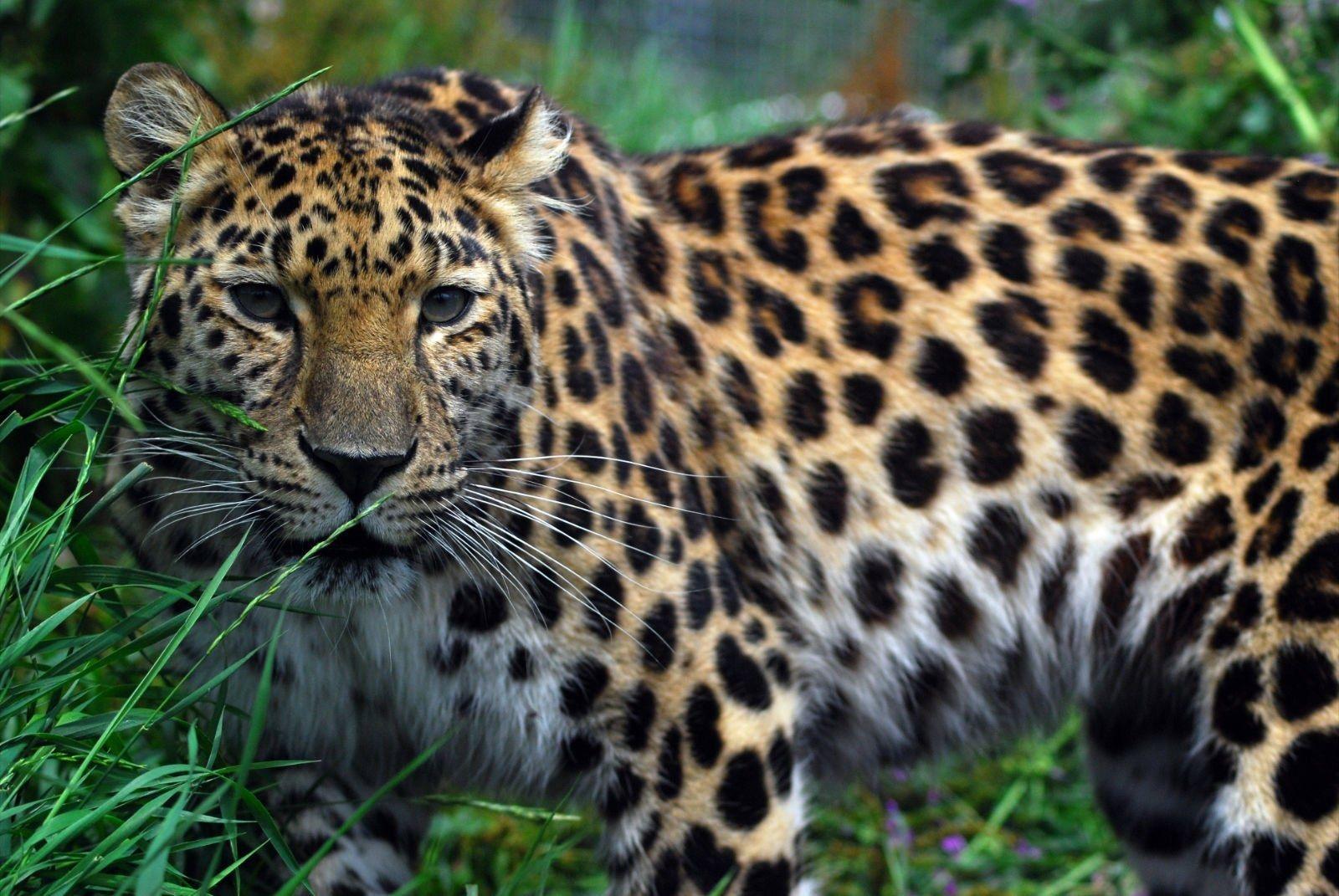 Amur Leopard Wallpapers - Top Free Amur Leopard Backgrounds