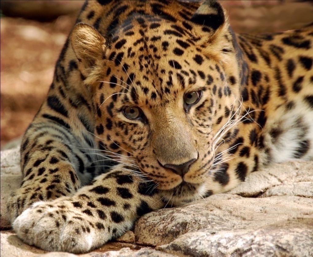 1020x838 Amur Leopards wallpaper for Android