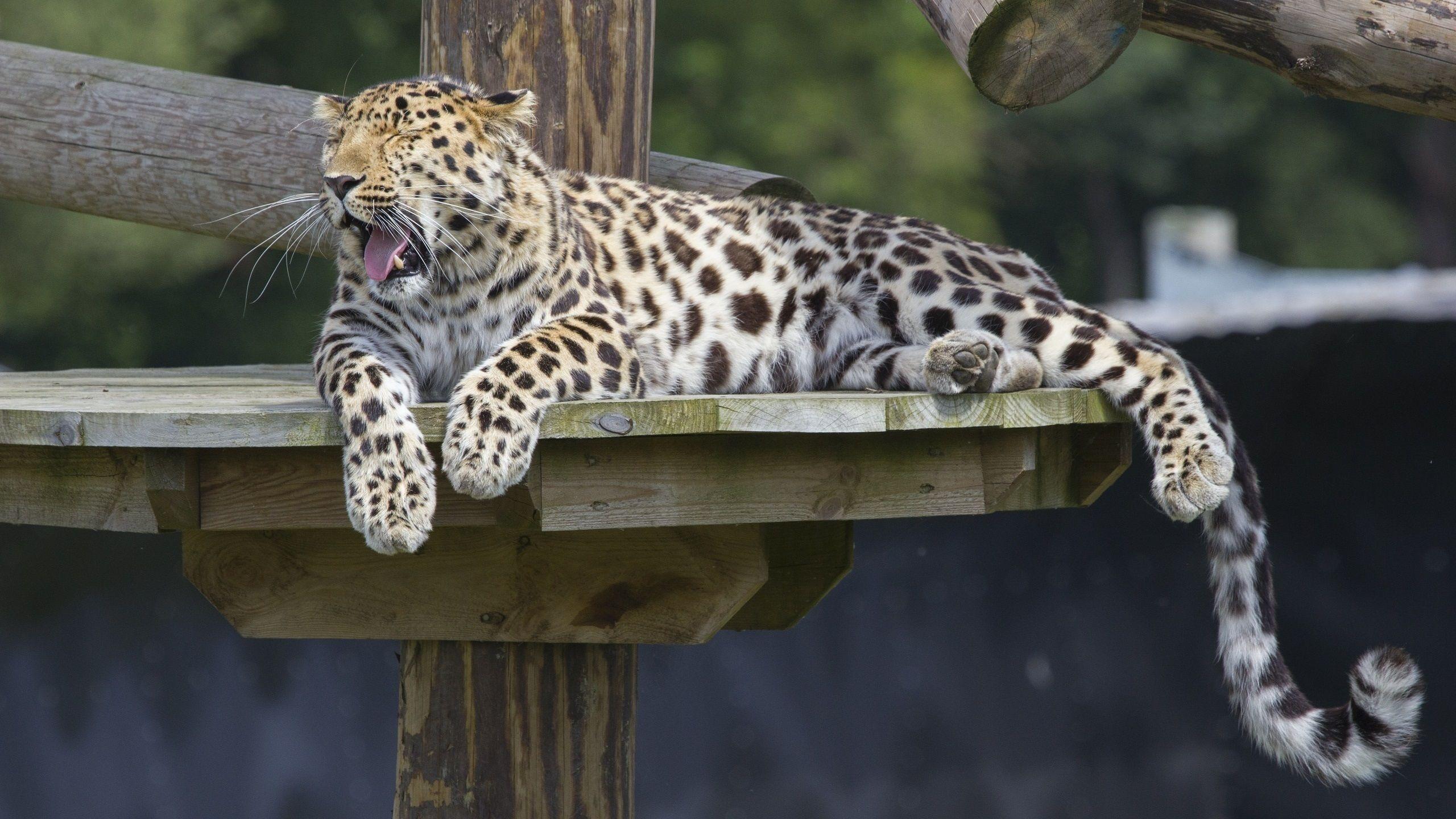 2560x1440 Wallpaper Amur leopard, predator, rest, yawns 2560x1600 HD Picture, Image