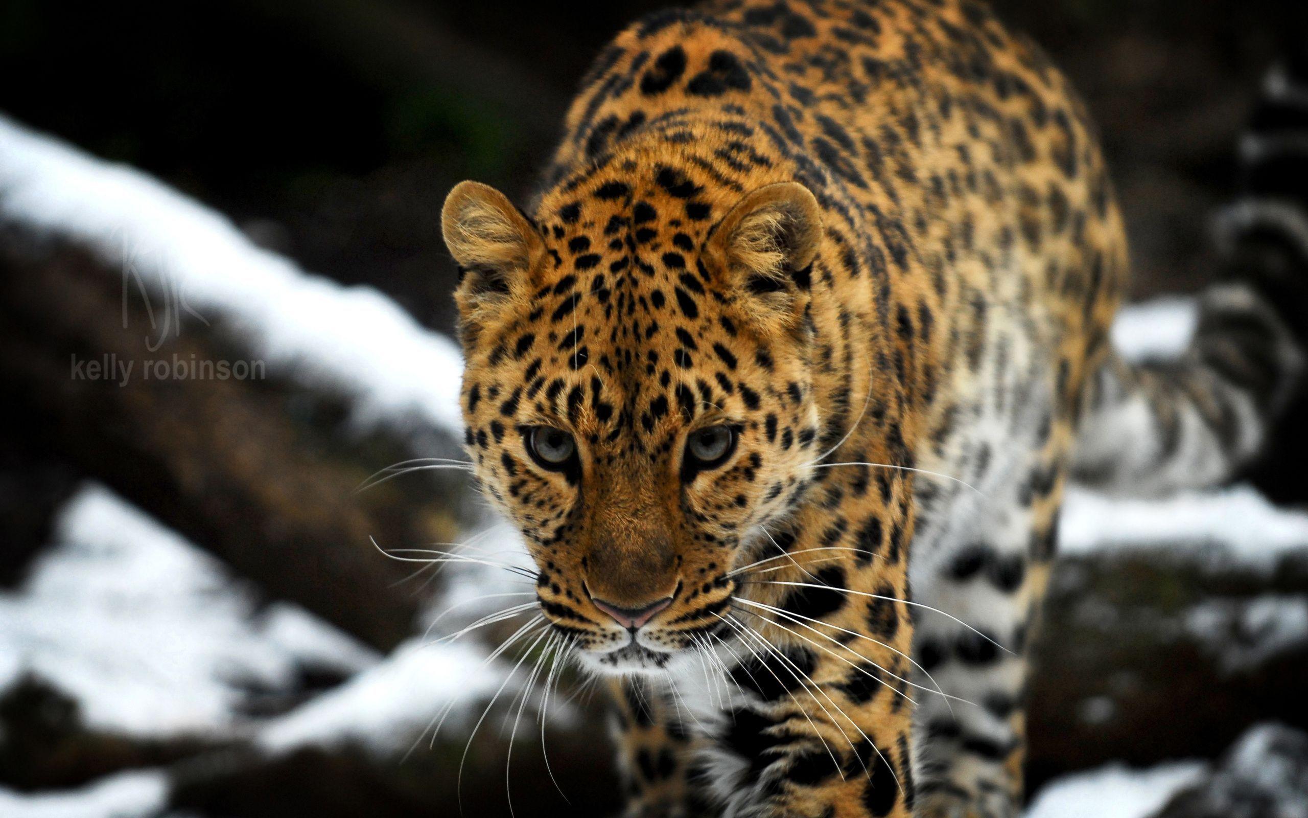 2560x1600 Amur Leopard wallpaper HD free. Amur leopard, Leopard wallpaper, Pet birds