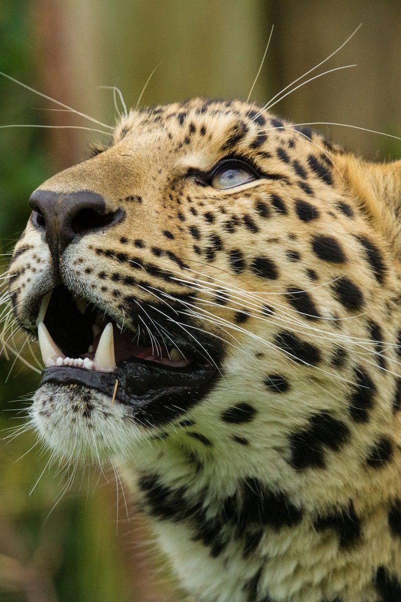 800x1200 Download Wallpaper 800x1200 Amur Leopard, Leopard, Predator, Snout, Teeth Iphone 4s 4 For Parallax HD Background