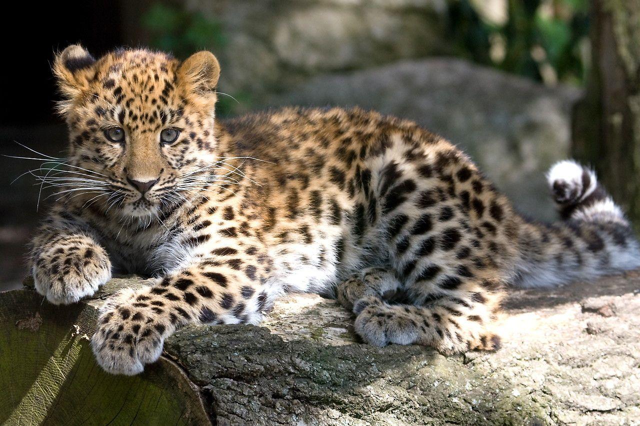 Amur Leopard Wallpapers - Top Free Amur Leopard Backgrounds ...