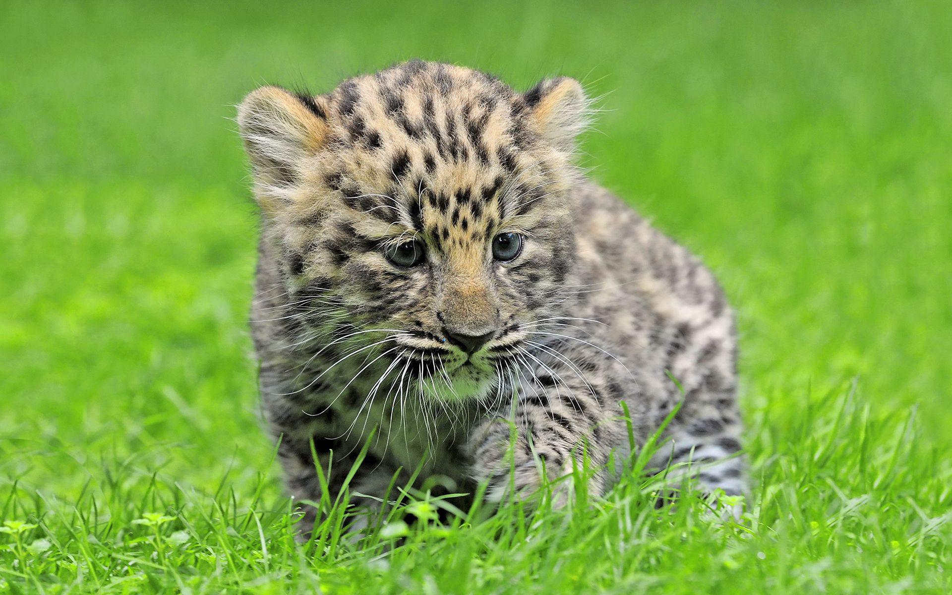 1920x1200 ⇒ Cute Amur Leopard Wallpaper