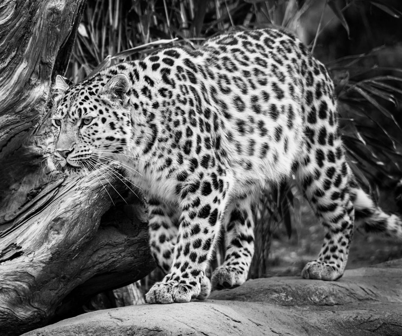 Amur Leopard Wallpapers Top Free Amur