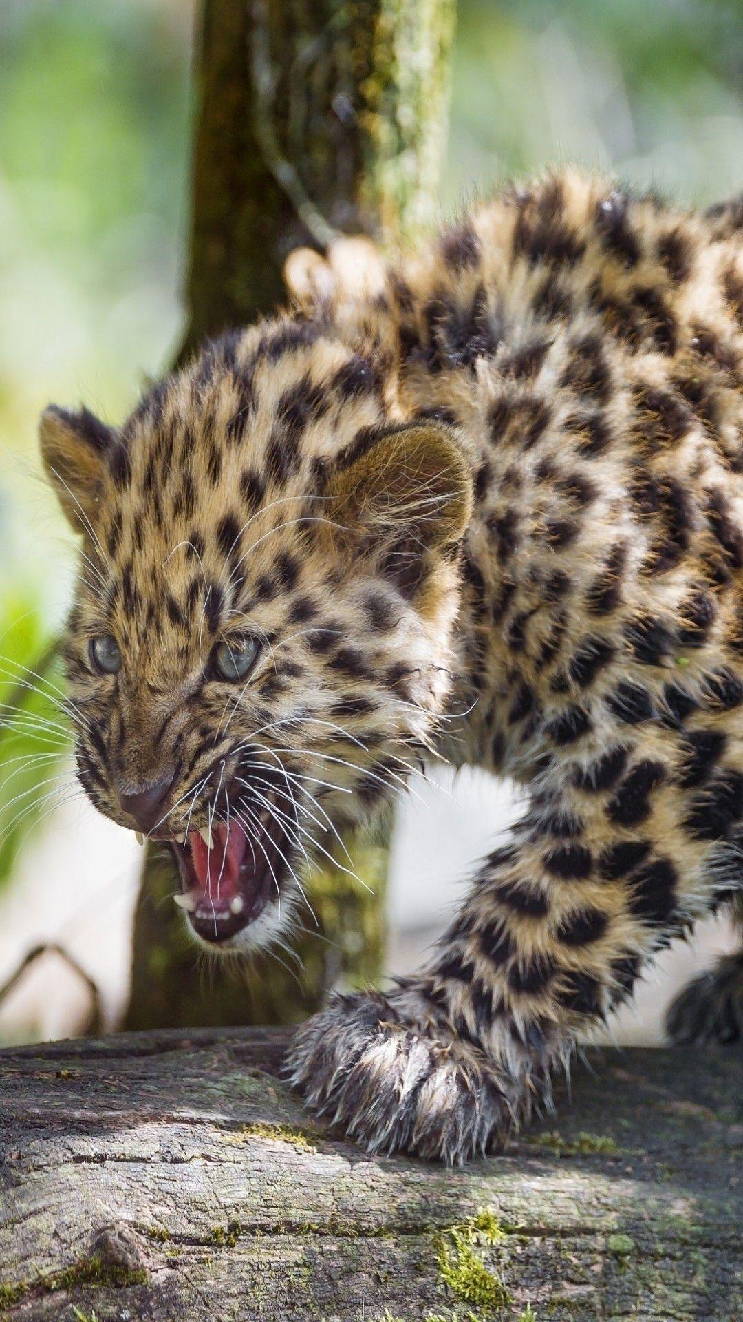 Amur Leopard Wallpapers Top Free Amur