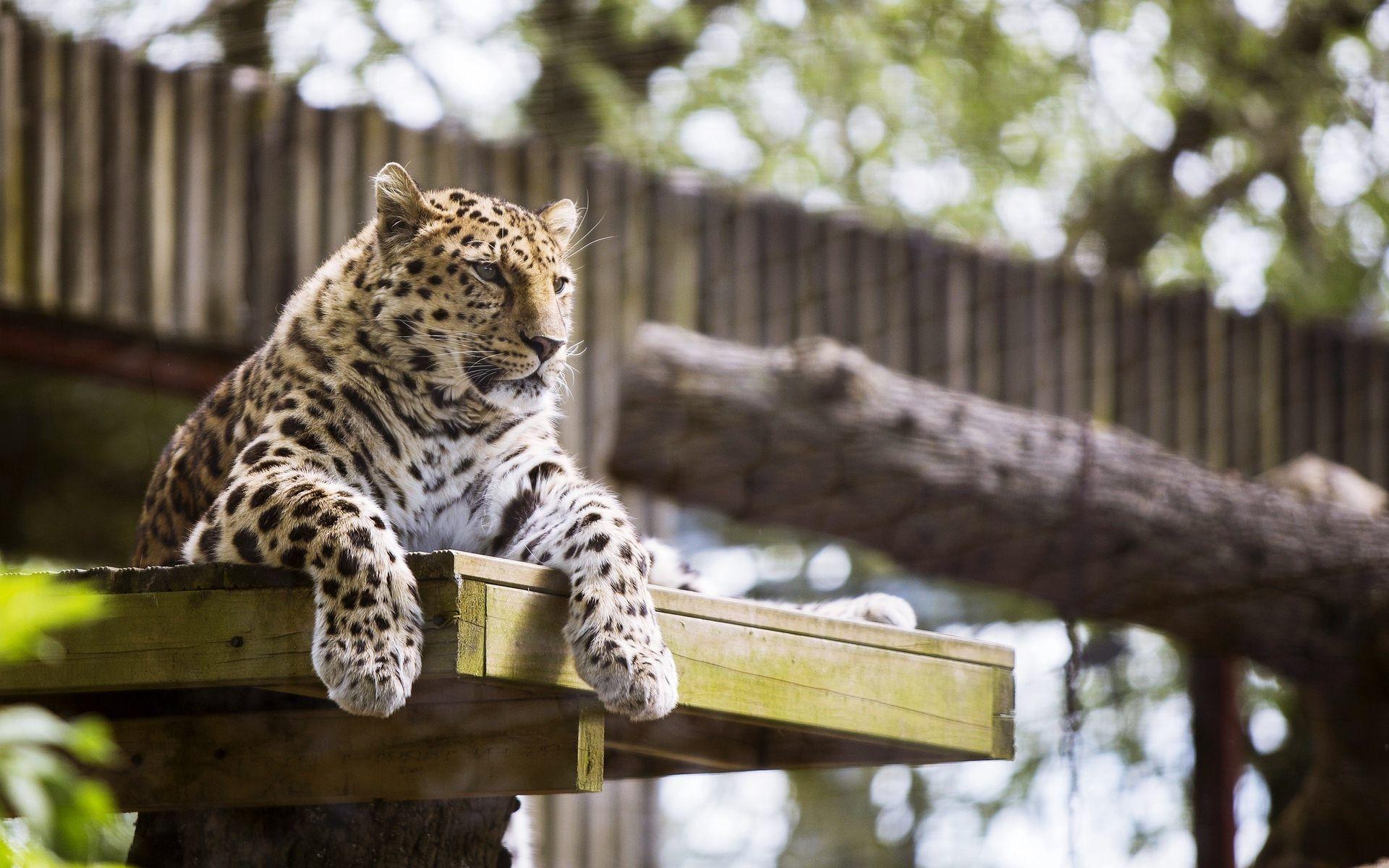 1920x1200 Amur Leopard Wallpaper