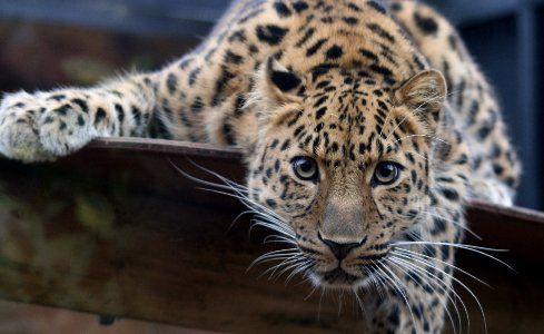 489x300 Animals Leopards Amur Leopard Desktop Background Wallpaper