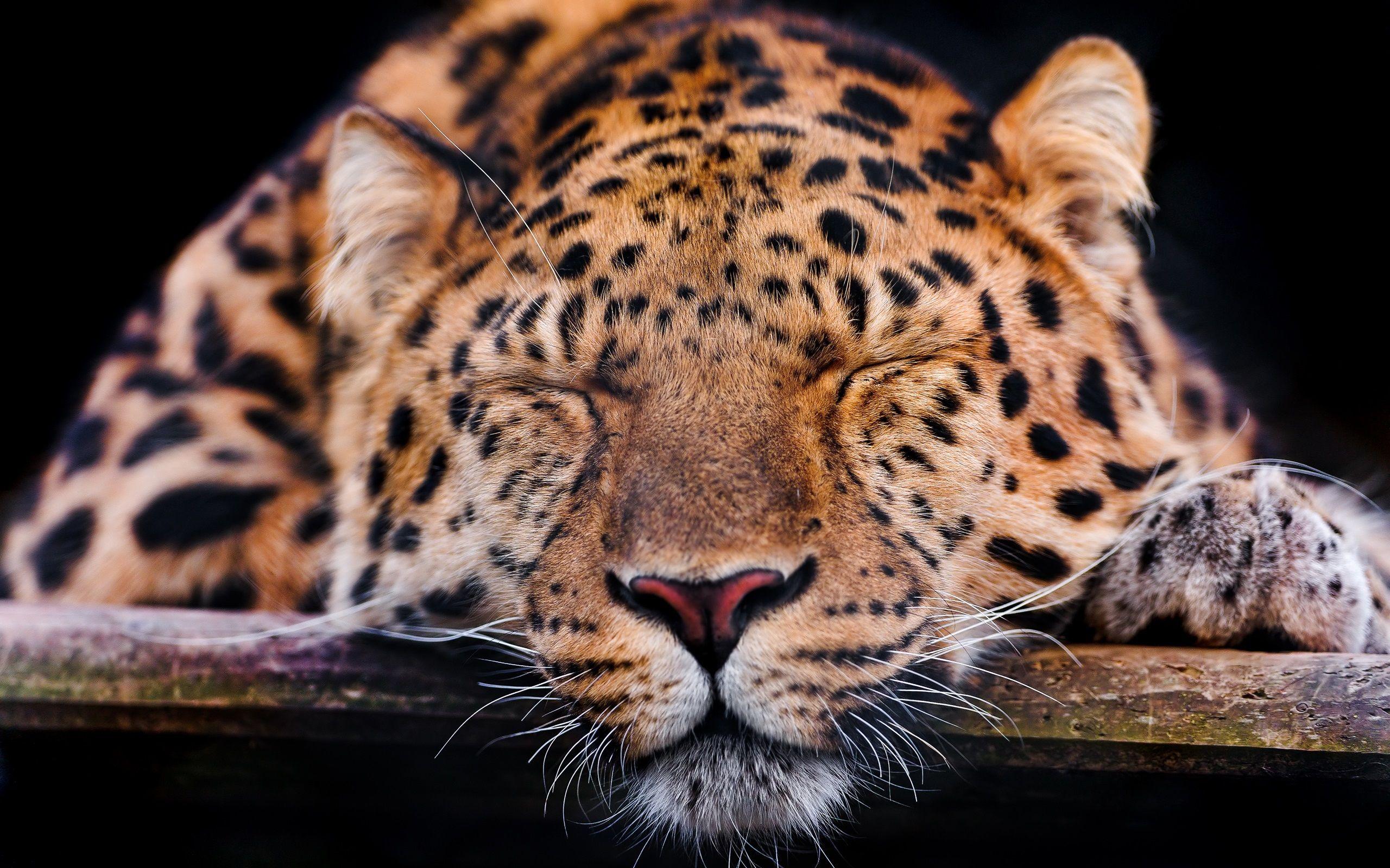 Amur Leopard Wallpapers Top Free Amur