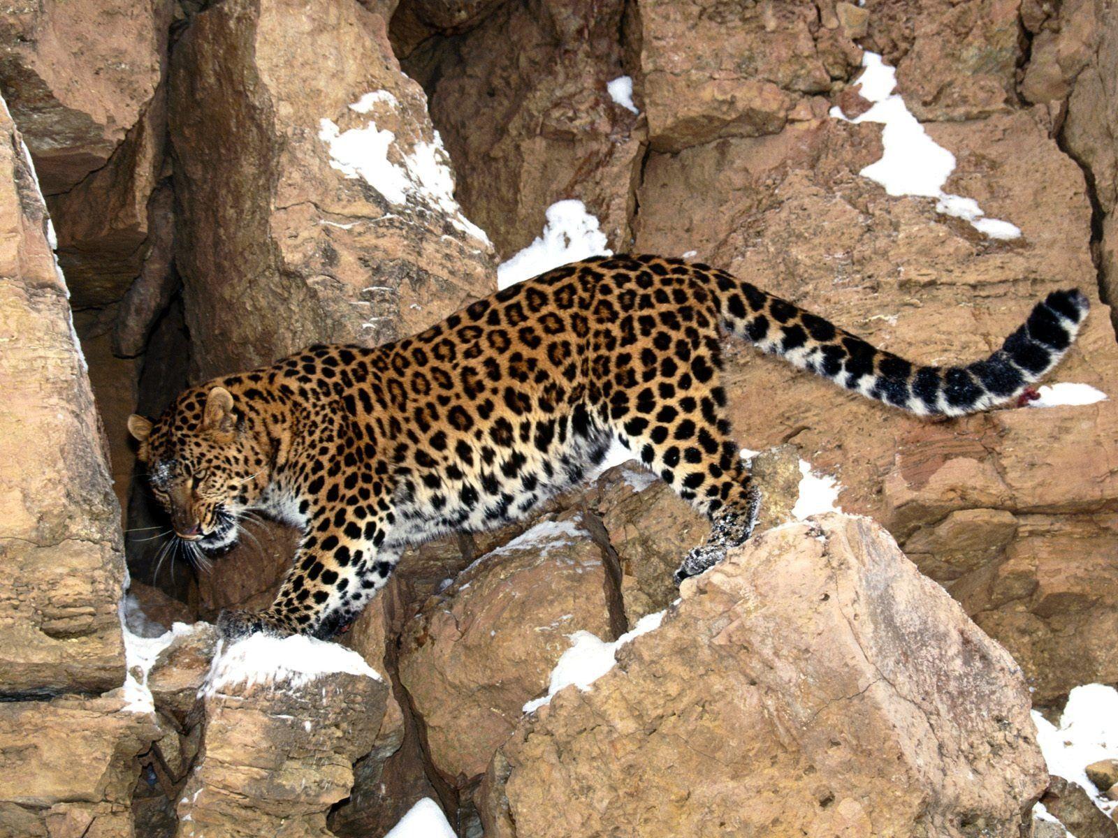 1600x1200 animals, Rocks, Leopards, Amur, Leopard Wallpaper HD / Desktop and Mobile Background