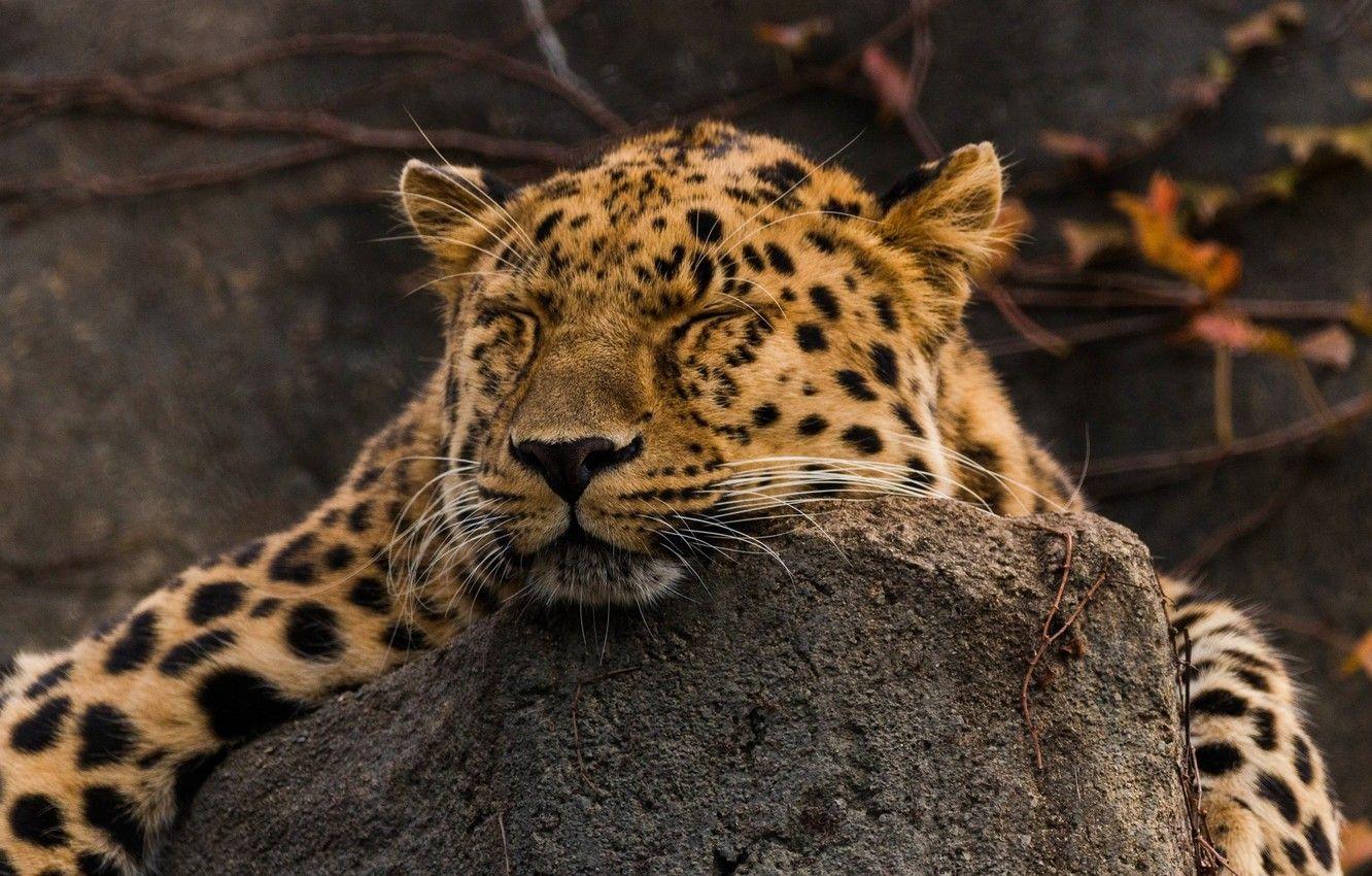 1332x850 Wallpaper face, stay, sleep, predator, lies, wild cat, the Amur leopard image for desktop, section кошки