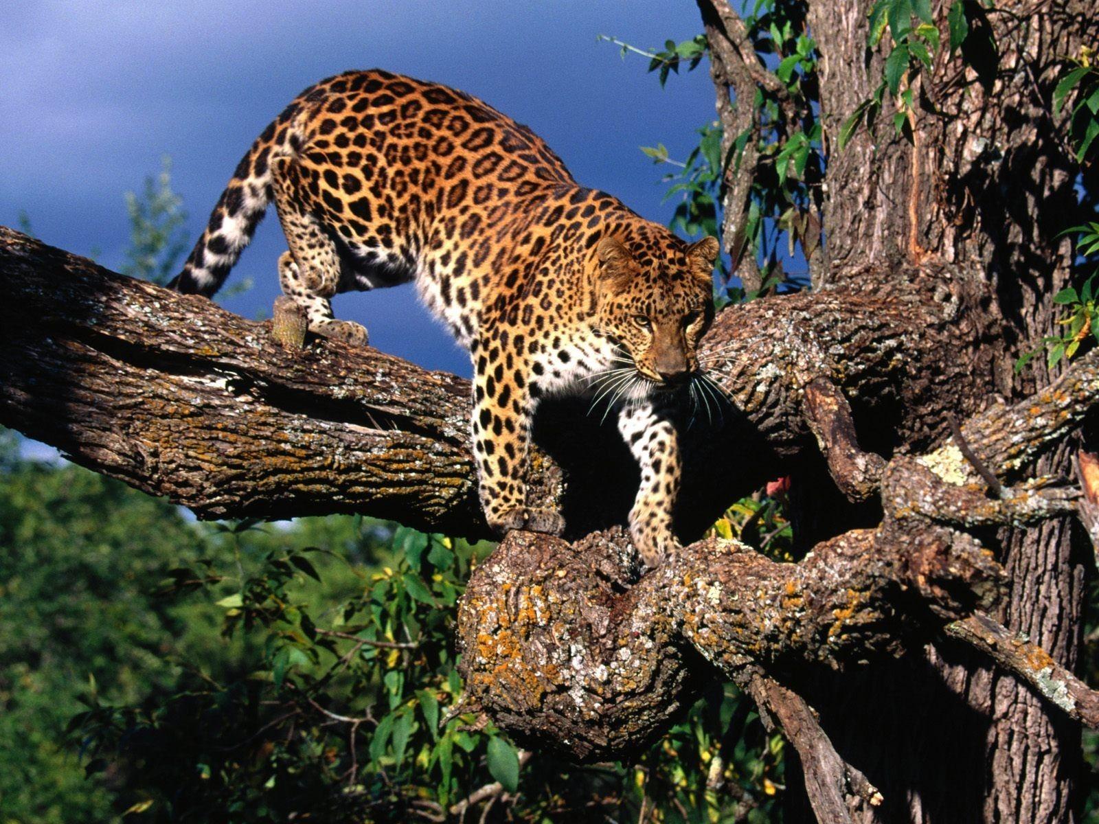 1600x1200 trees animals leopards amur leopard 1600x1200 wallpaper High Quality Wallpaper, High Definition Wallpaper