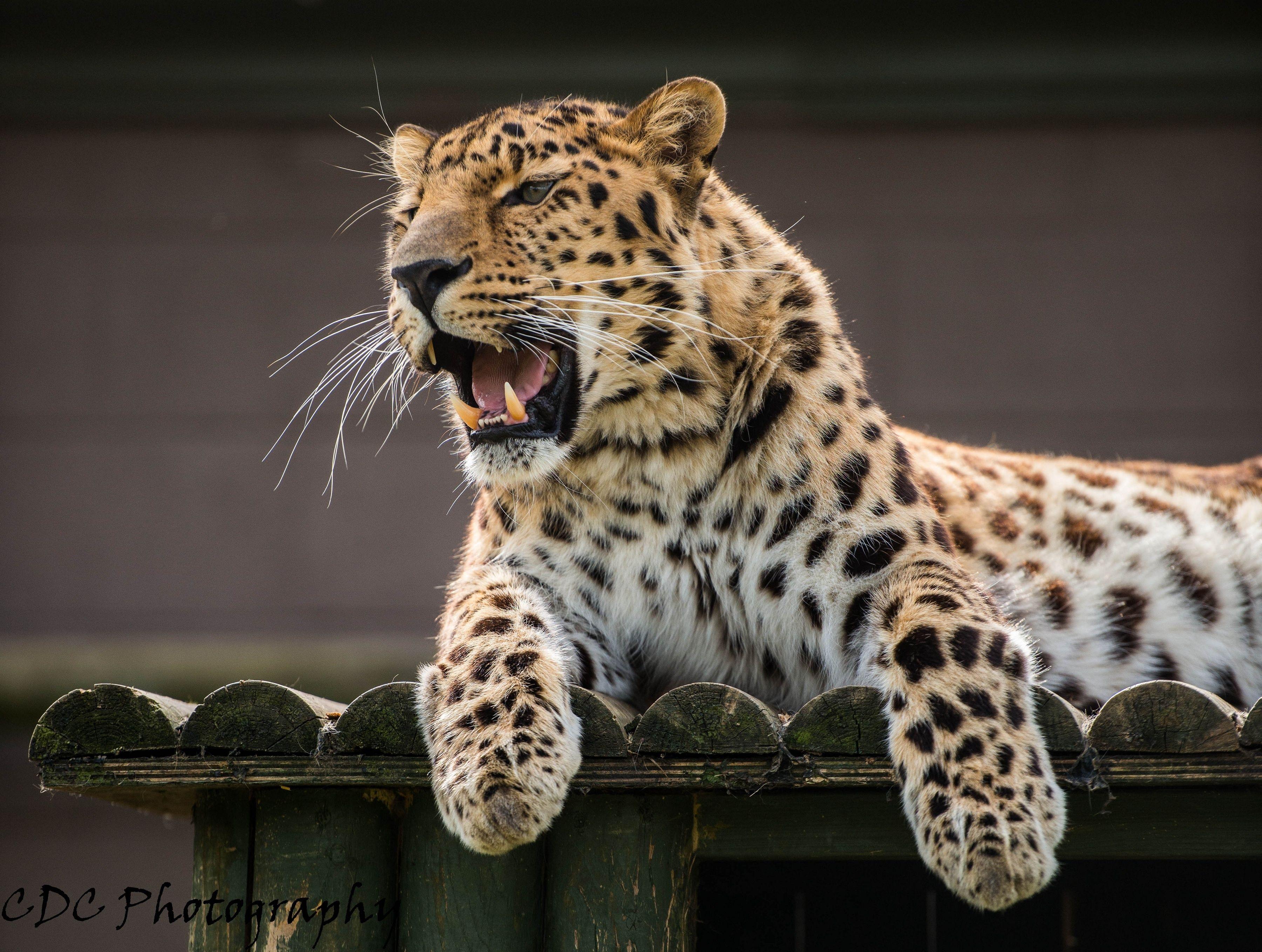 3600x2717 Amur leopard wallpaperx2717