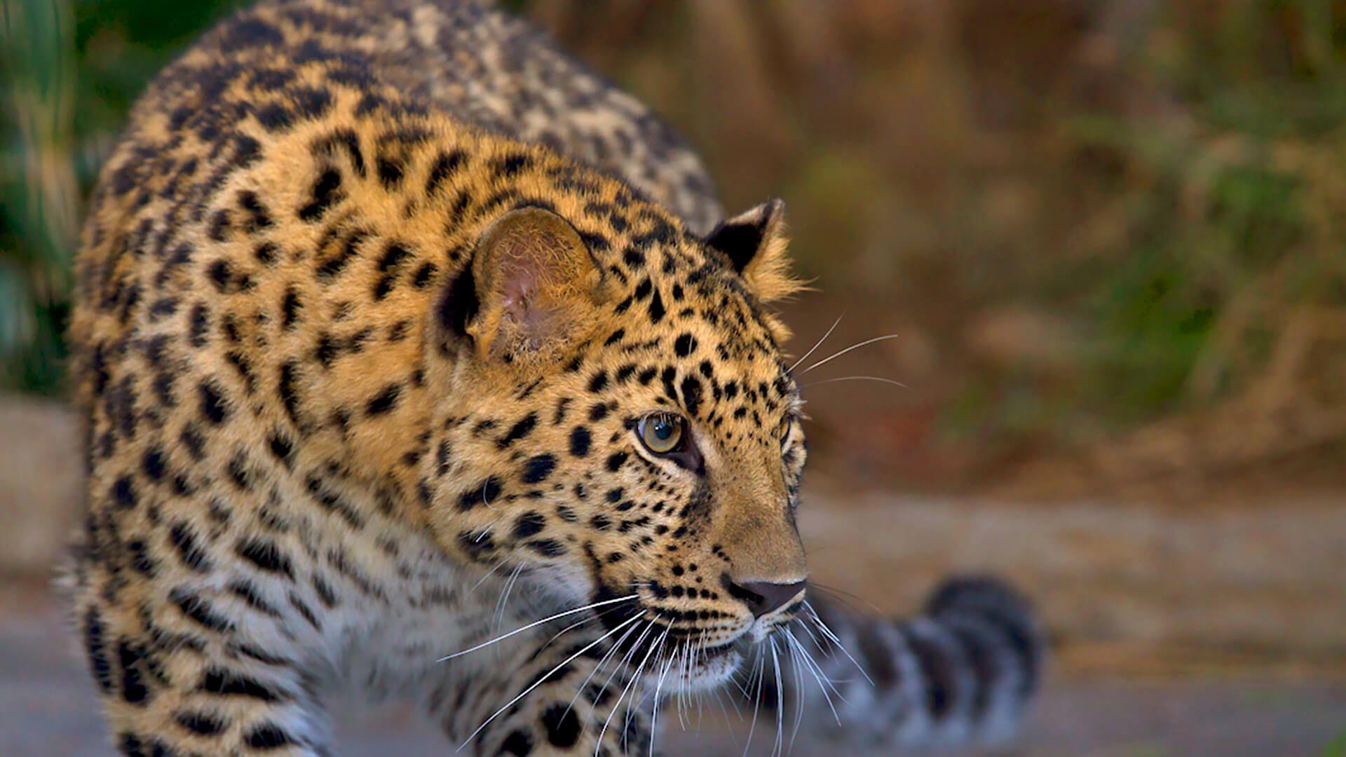 1920x1080 Leopard. San Diego Zoo Animals & Plants
