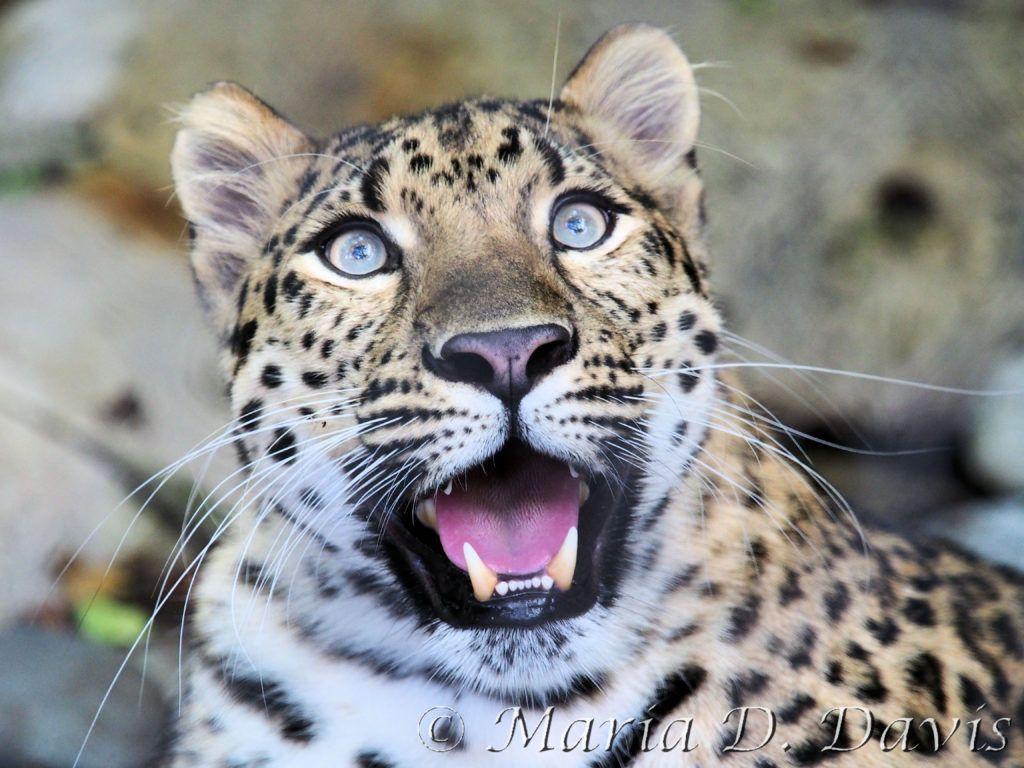 1024x768 amur leopard photo Archives. WildCats Conservation Alliance