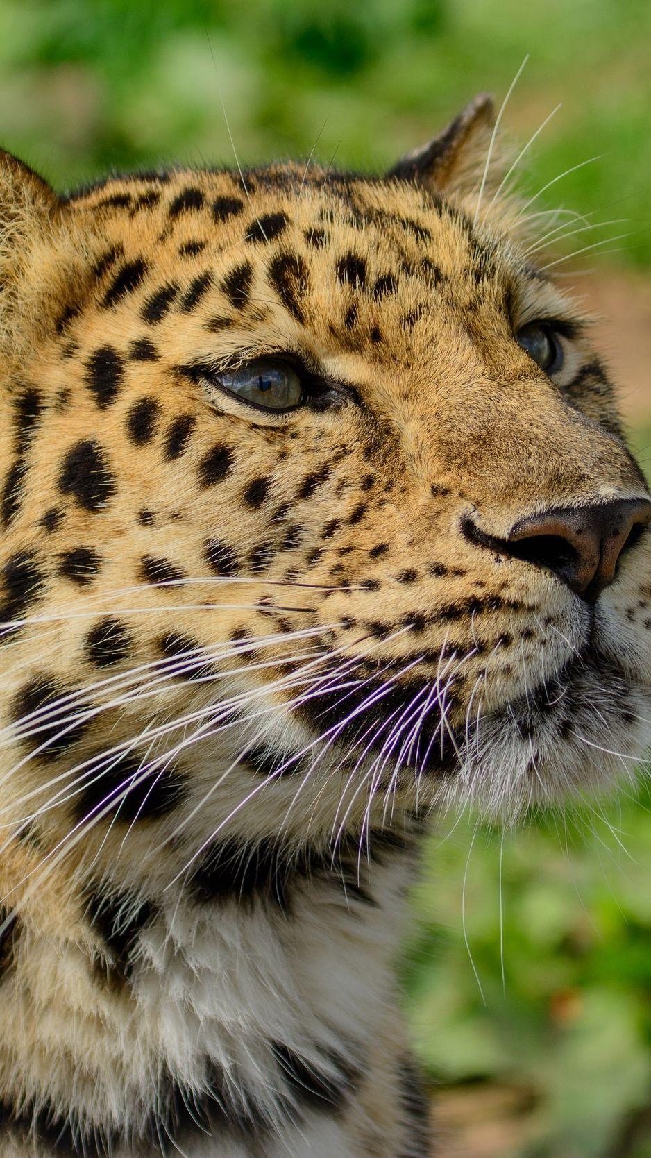 Amur Leopard Wallpapers Top Free Amur Leopard Backgrounds