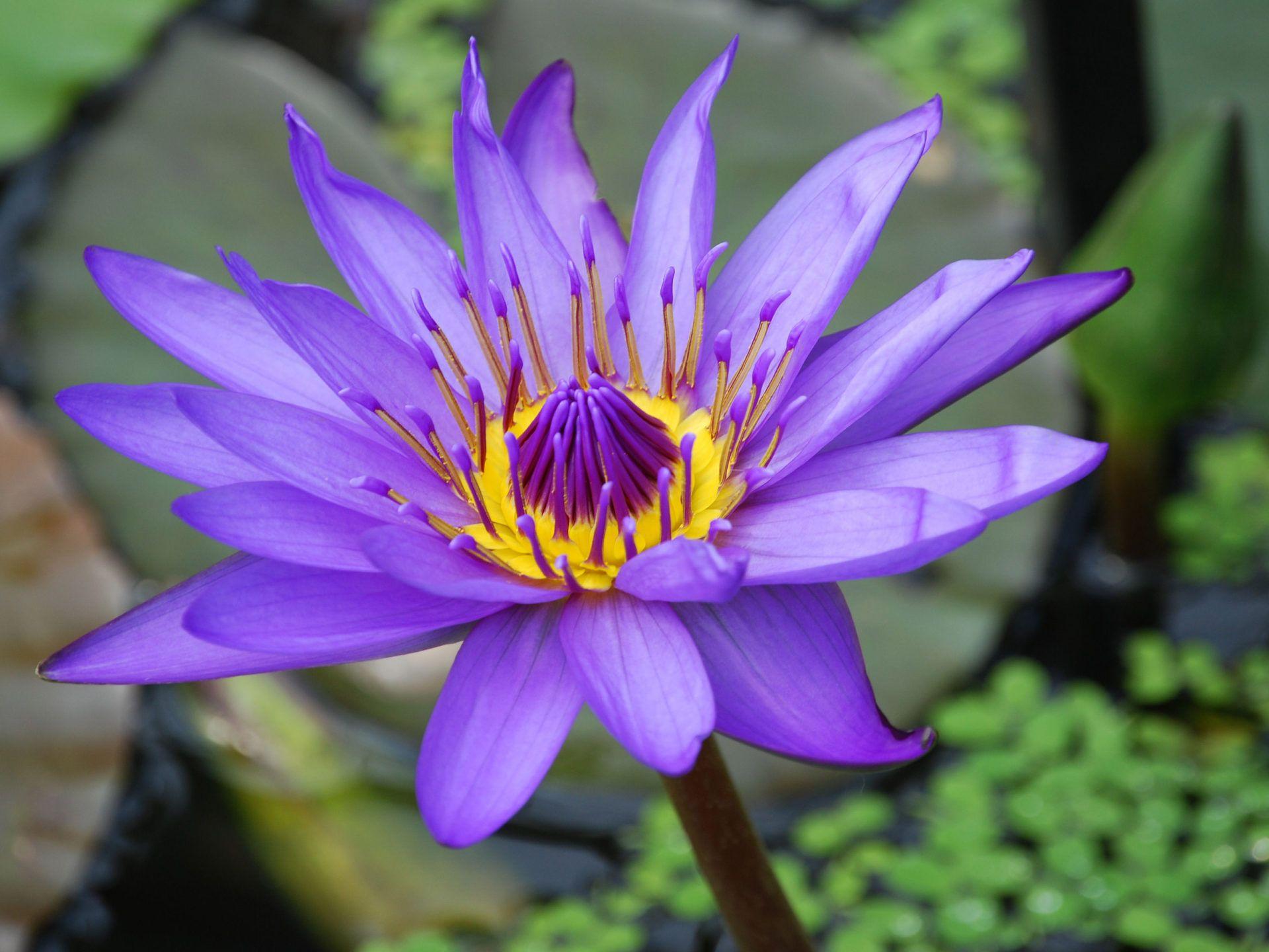 Lotus Landscape Wallpapers Top Free Lotus Landscape Backgrounds