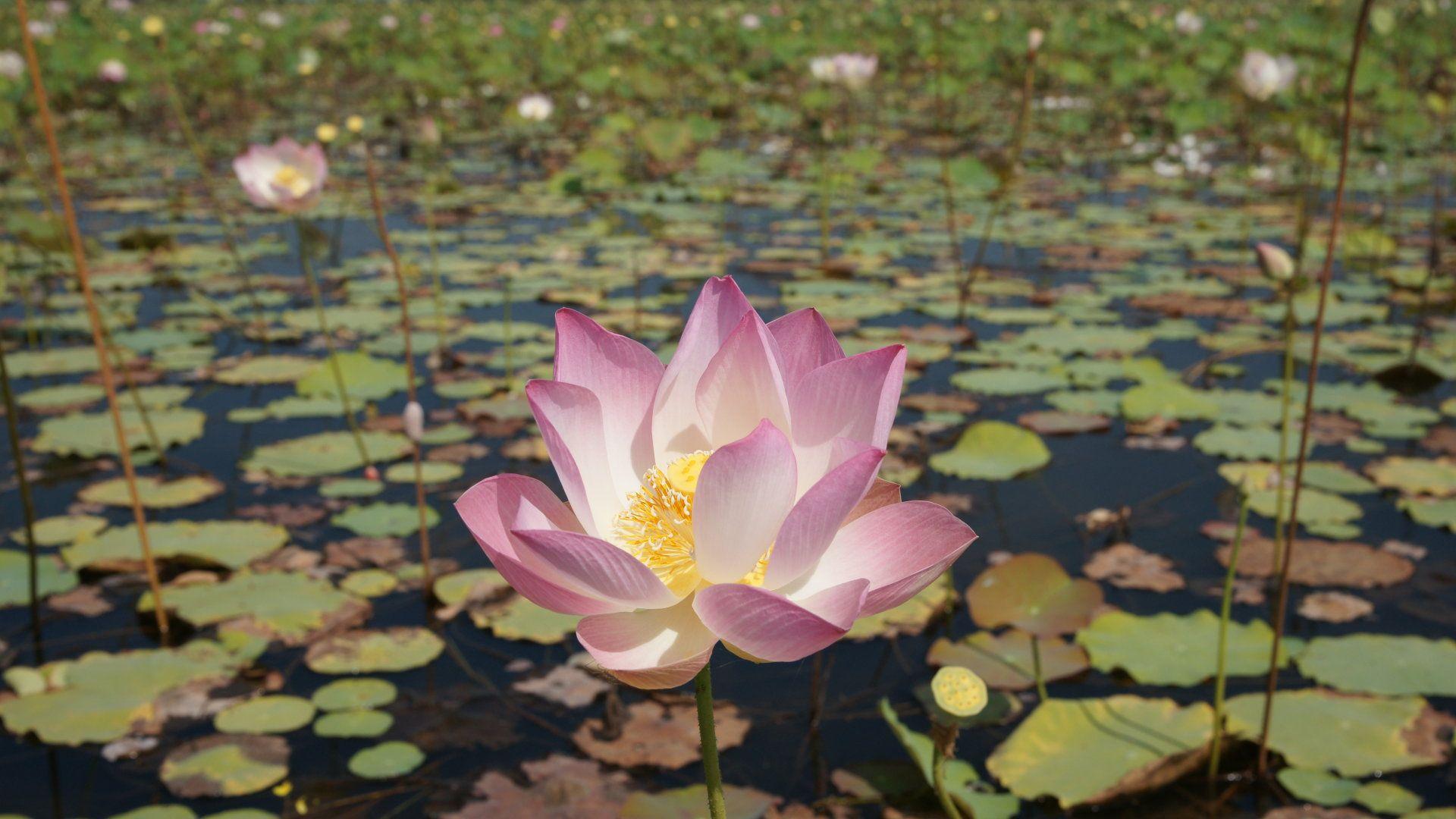 Lotus Landscape Wallpapers Top Free Lotus Landscape Backgrounds