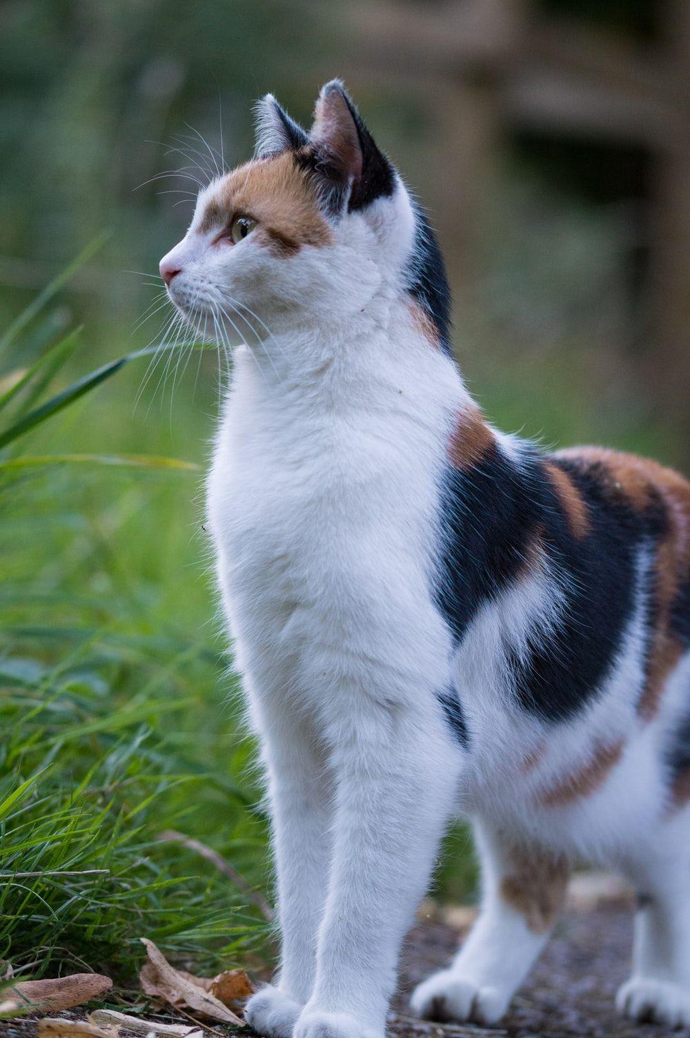 1000x1504 calico cat photo