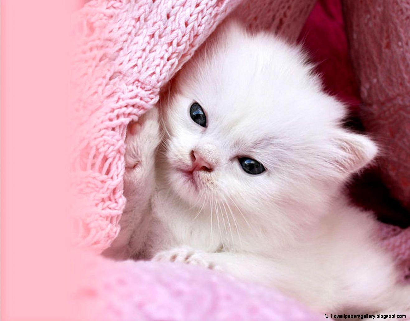 Cute Pink Cat Wallpapers - Top Free Cute Pink Cat Backgrounds ...