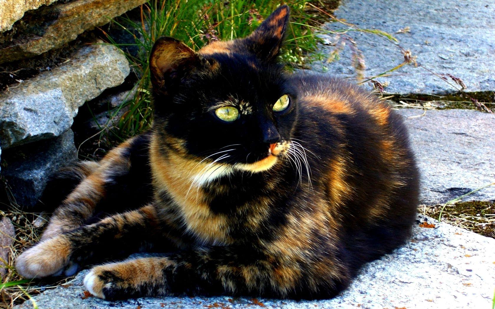 1680x1050 Cat Black Calico Cat