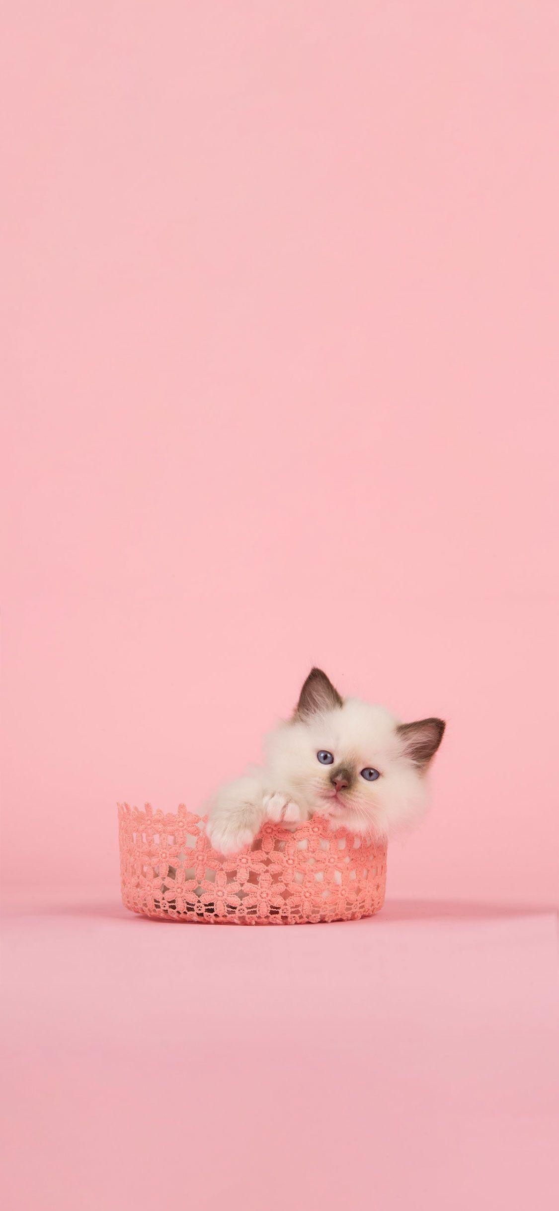 1125x2436 Pink Cat Wallpaper