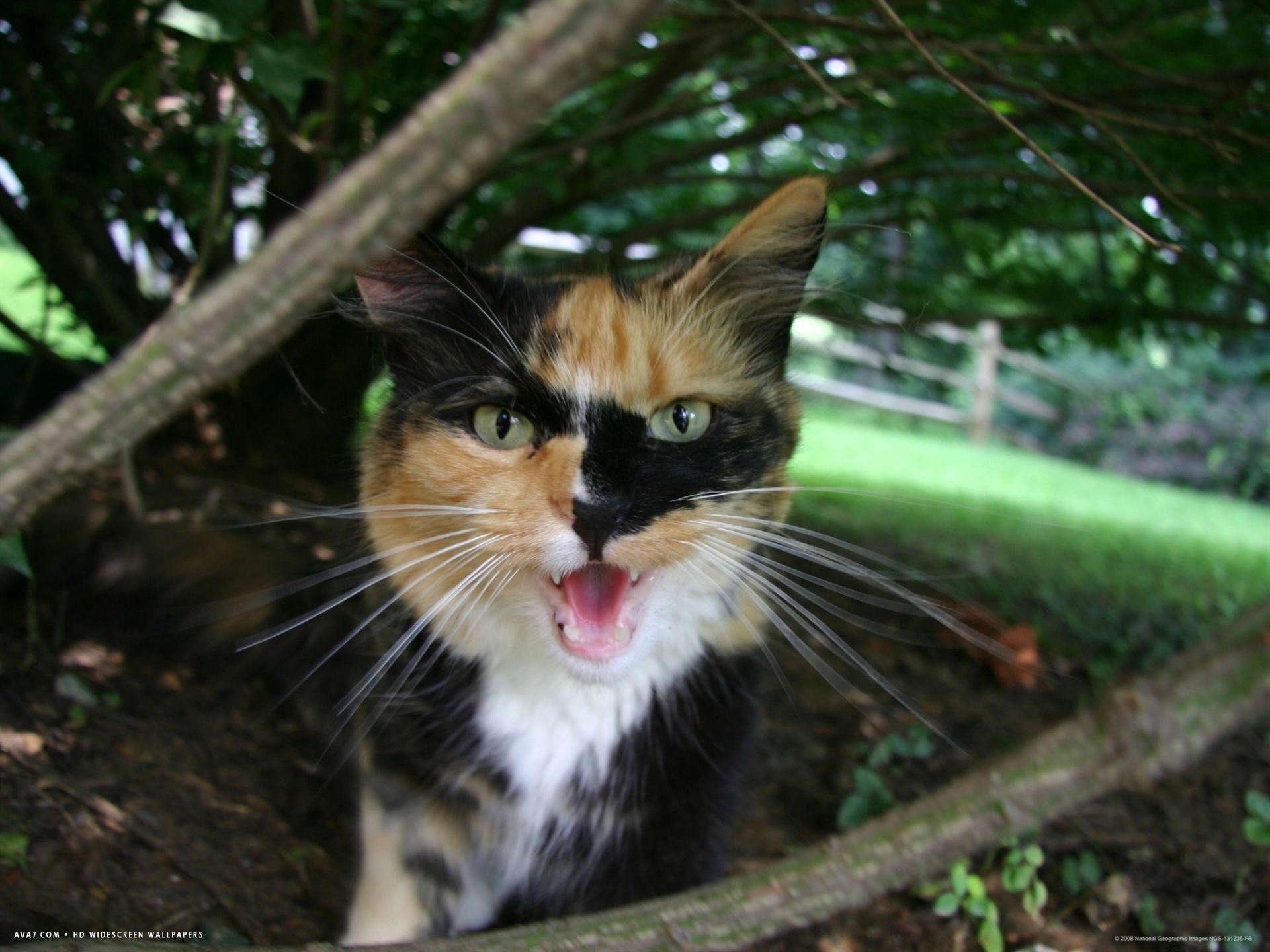 1920x1440 calico cat hisses a warning. calico cat HD widescreen wallpaper