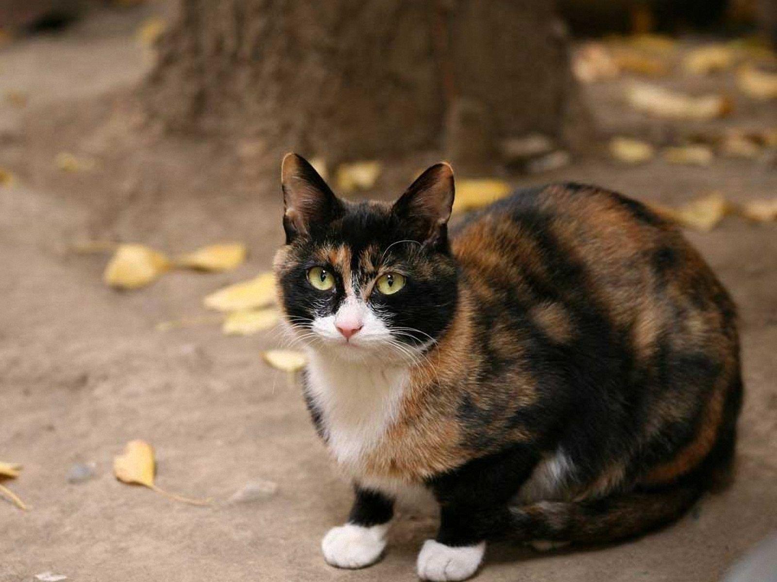 1600x1200 Calico Bass Wallpaper. Calico Wallpaper Brooklyn, Calico Kitten Wallpaper and Calico Kitchen Wallpaper