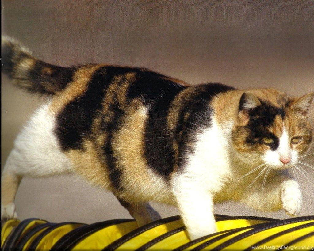 1024x819 Calico Cat Wallpaper